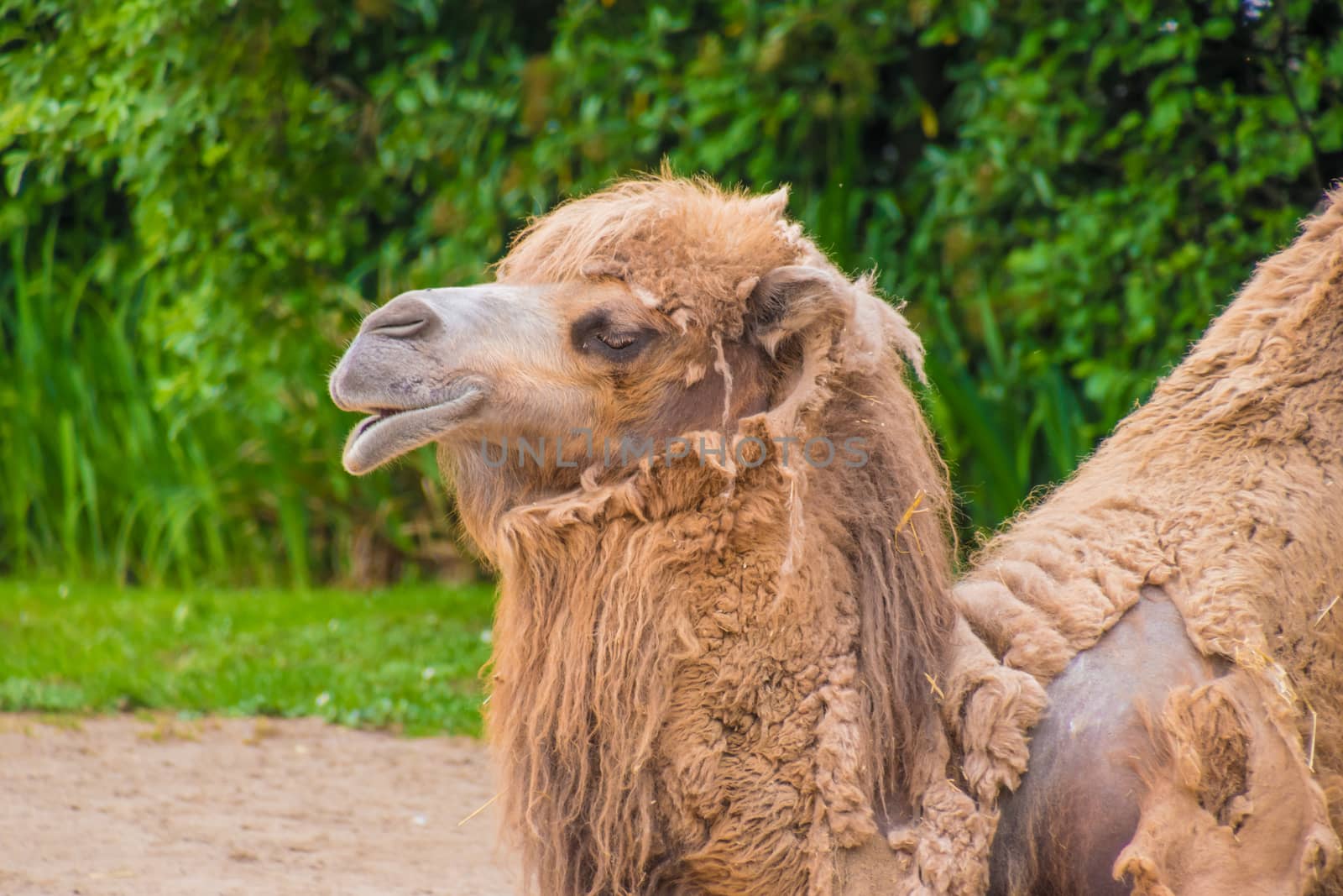 Camel dromedary two humps brown fluffy brown fur eating hay
