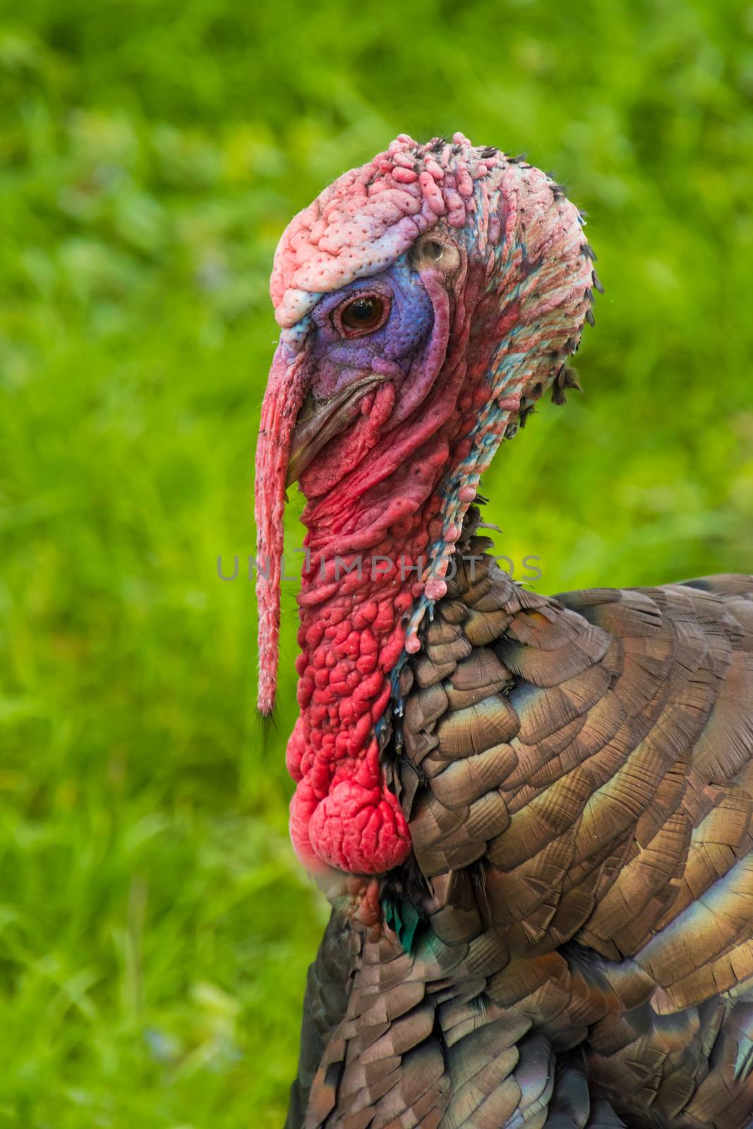 Bronze turkey gobbler colorful feathers and skin