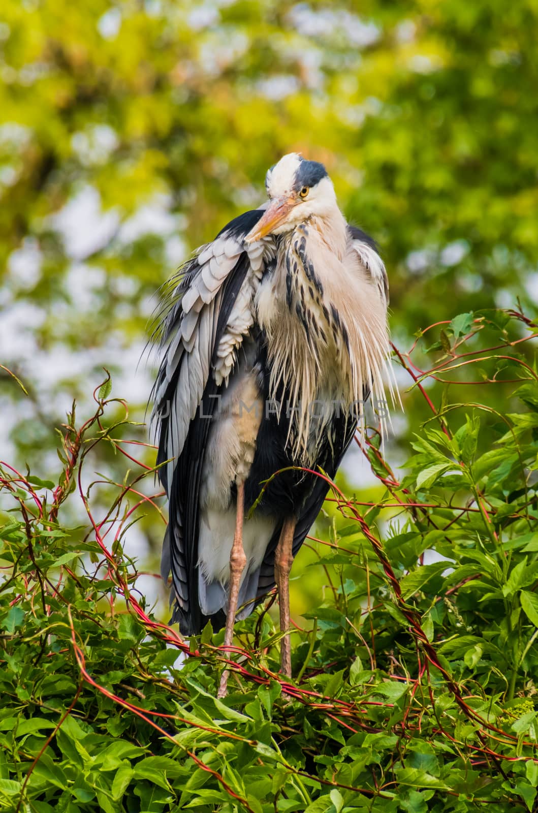 Common crane bird standing waiting on tree for fish