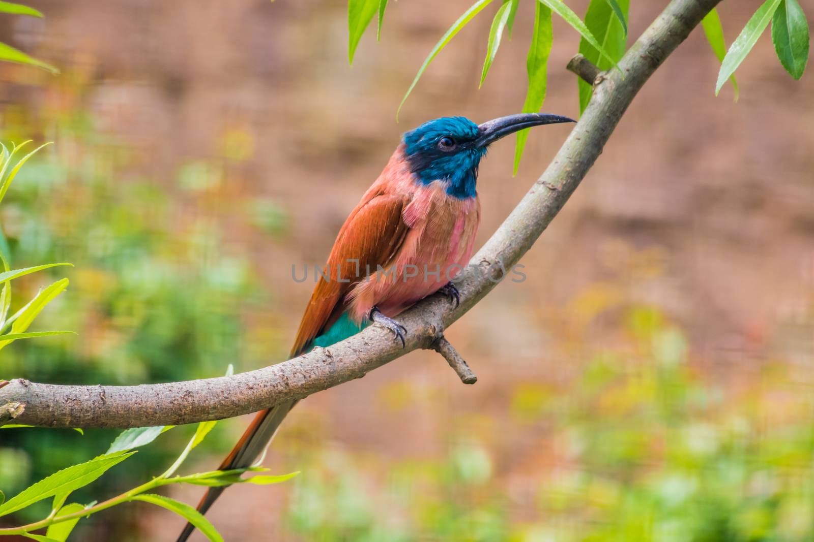 Carmine bee-eater sitting on tree branch red and blue feathers