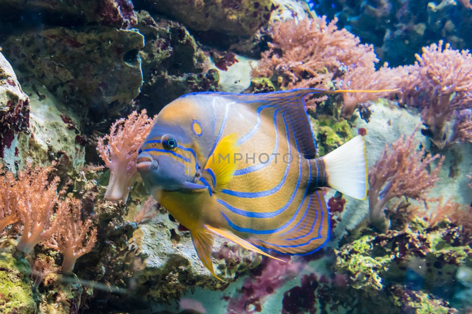 Colorful tropical jungle fish with yellow and blue stripes