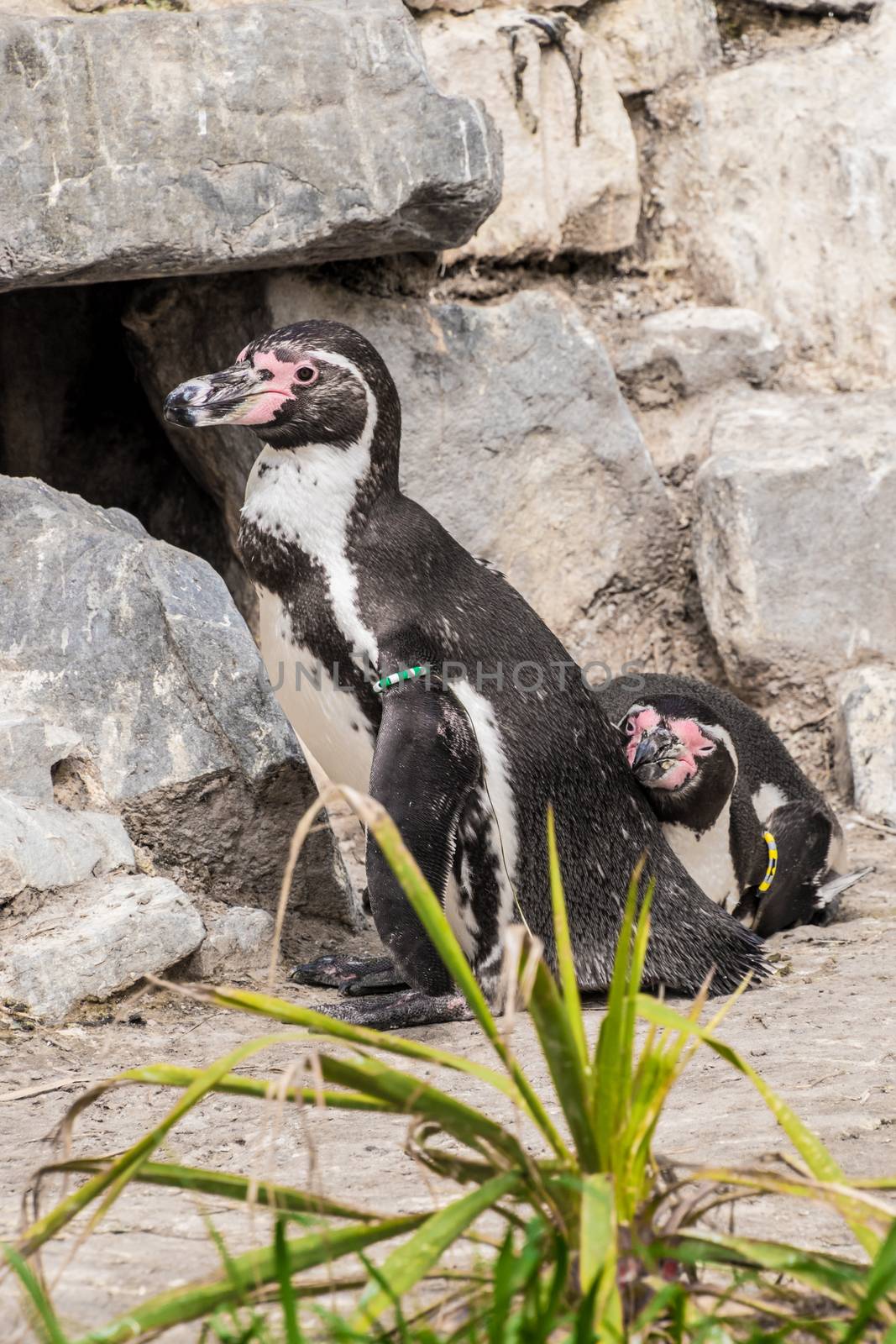 Couple of penguins waiting at their nest