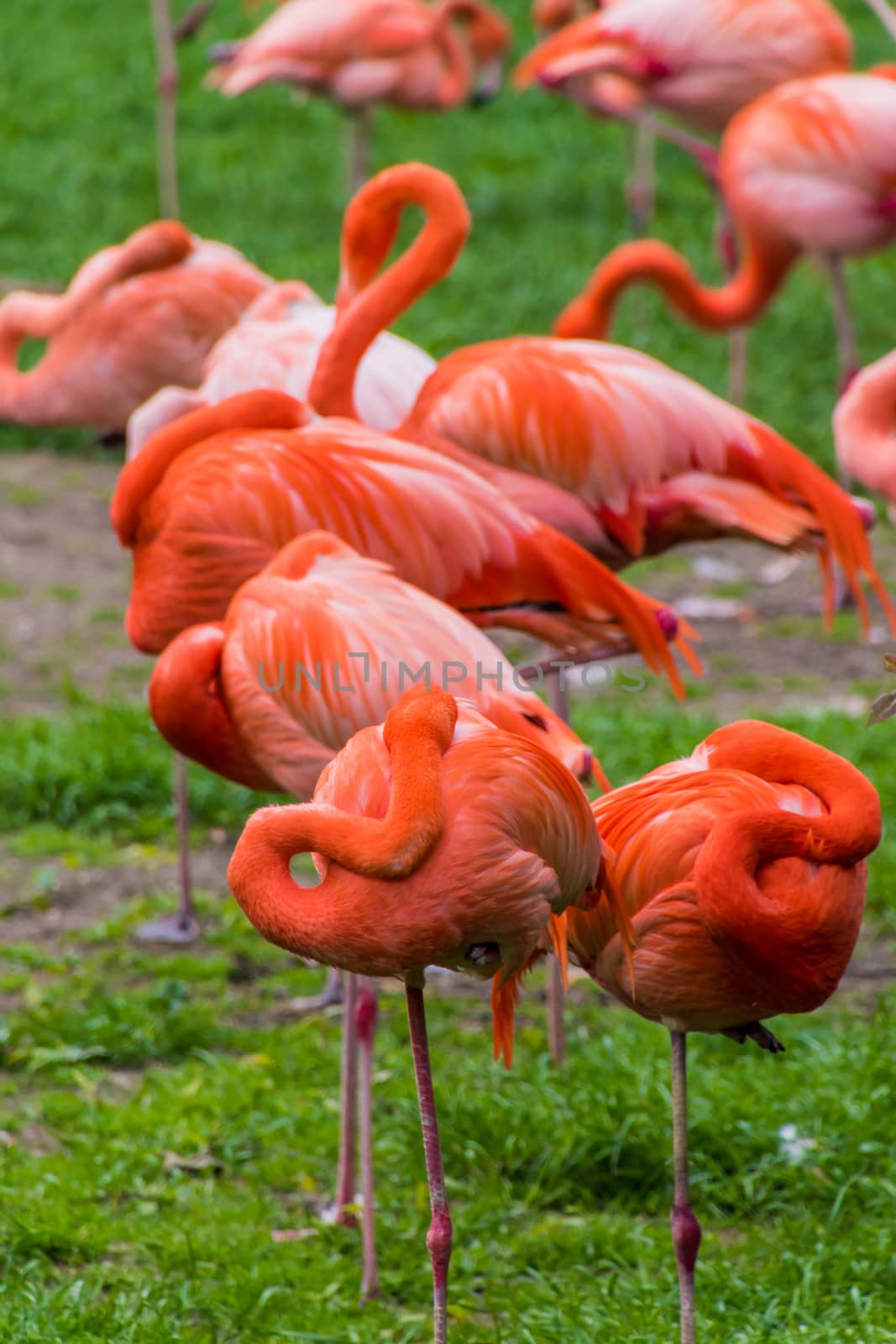 Flamingo phoenicopter red feathers sleeping at pont by MXW_Stock