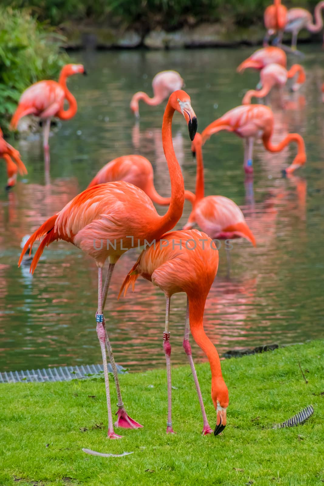 Flamingo phoenicopter red feathers standing at pont by MXW_Stock