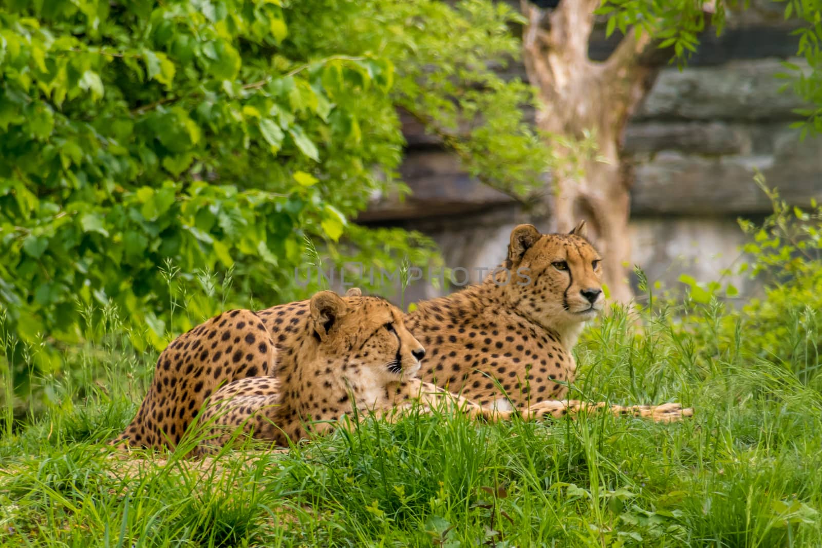 Couple of wild leopards black dotted fur