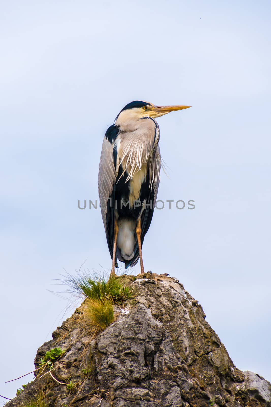 Common crane bird standing on a rock