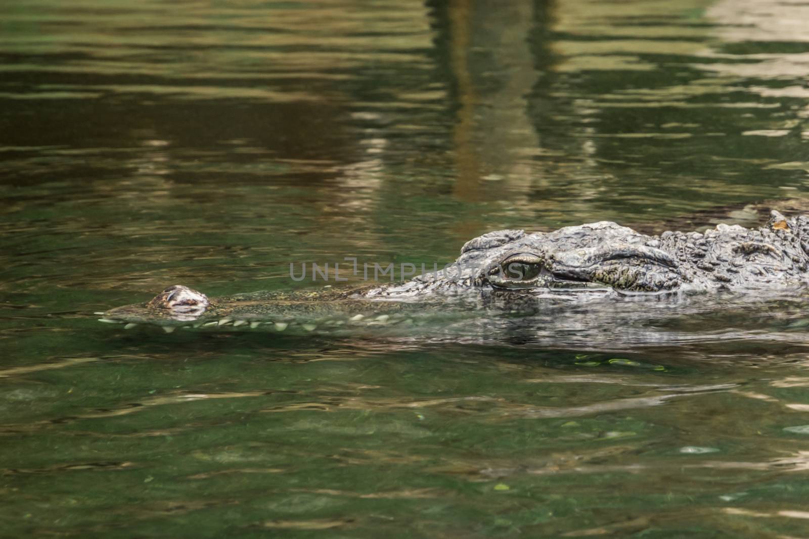 Head of croc crocodile swimming trough water