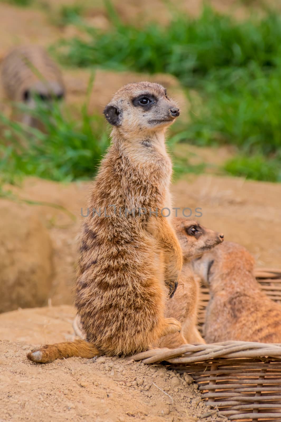 One meerkat or suricat standing on sand by MXW_Stock