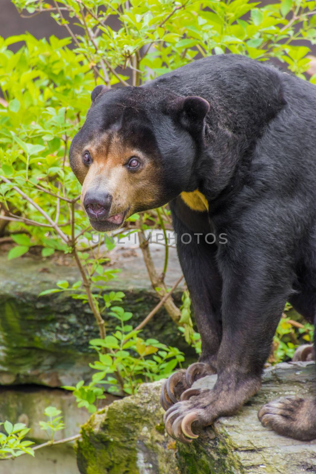Honey or sun bear siiting on a rock