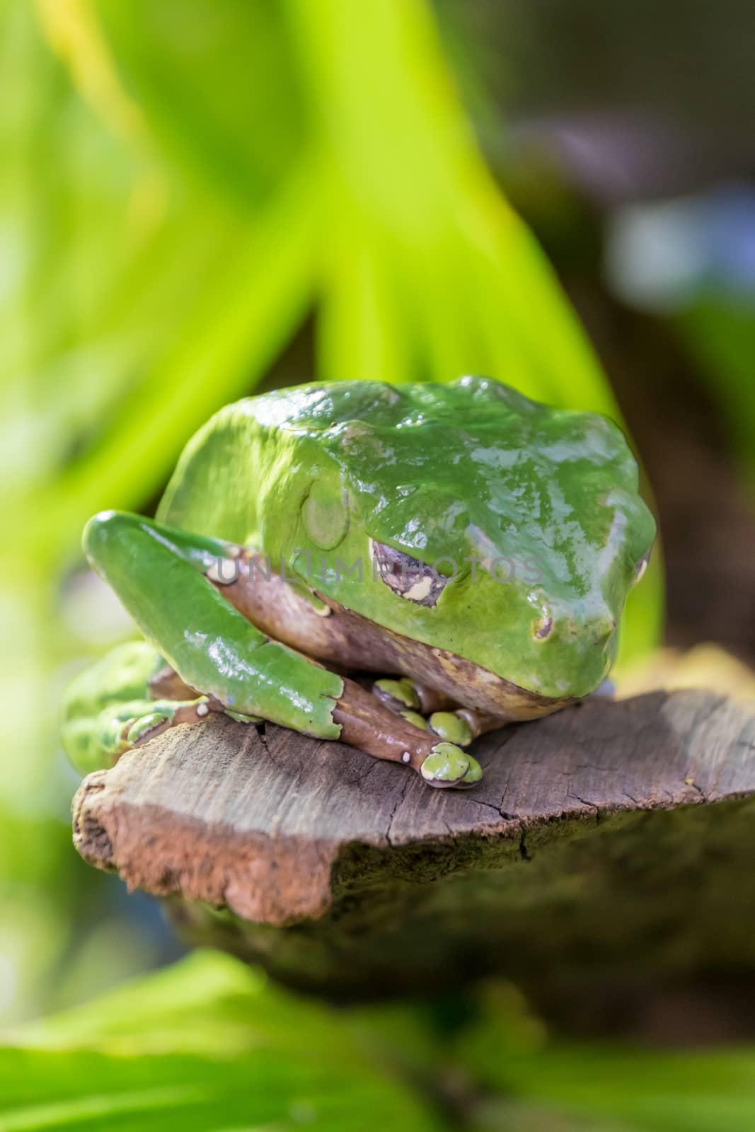 Green tropical frog toad sleeping on rock by MXW_Stock
