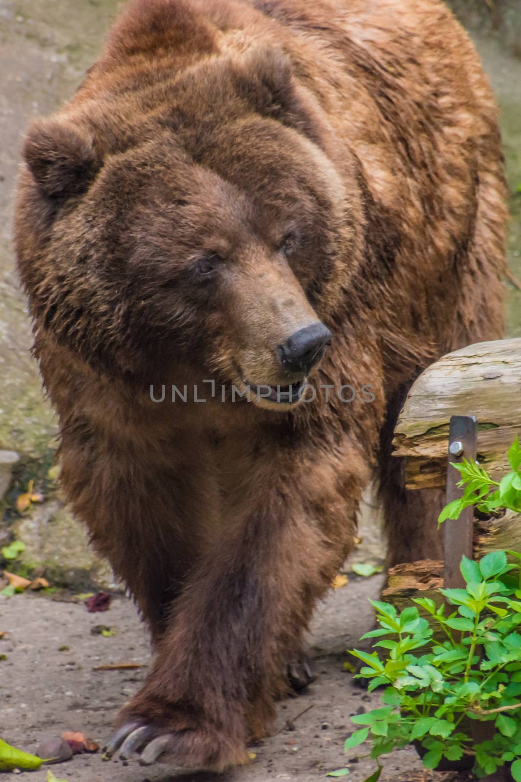 Grizzly bear brown fur walking through the woods