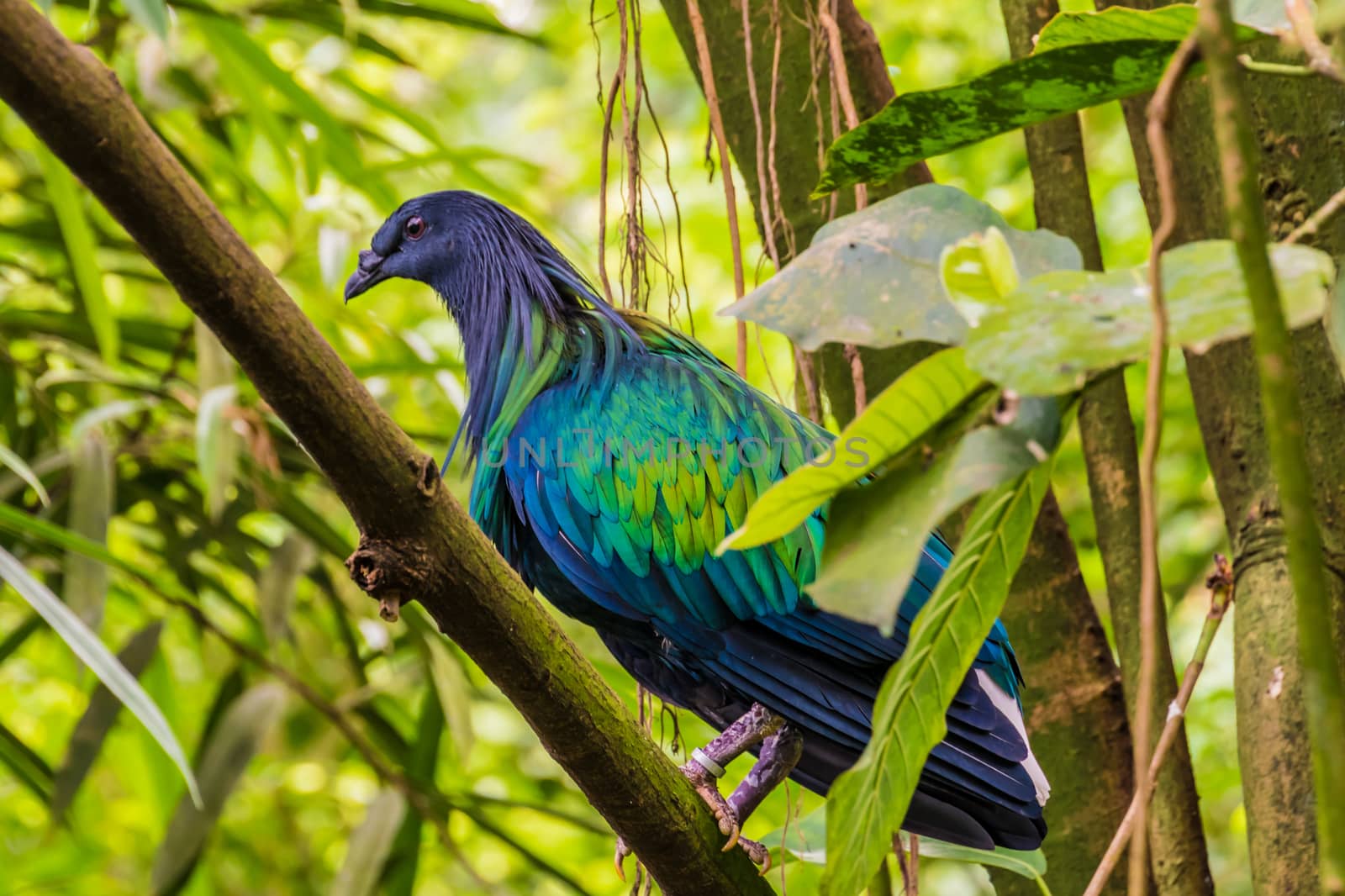 Jungle bird with purple, blue, green shining feathers