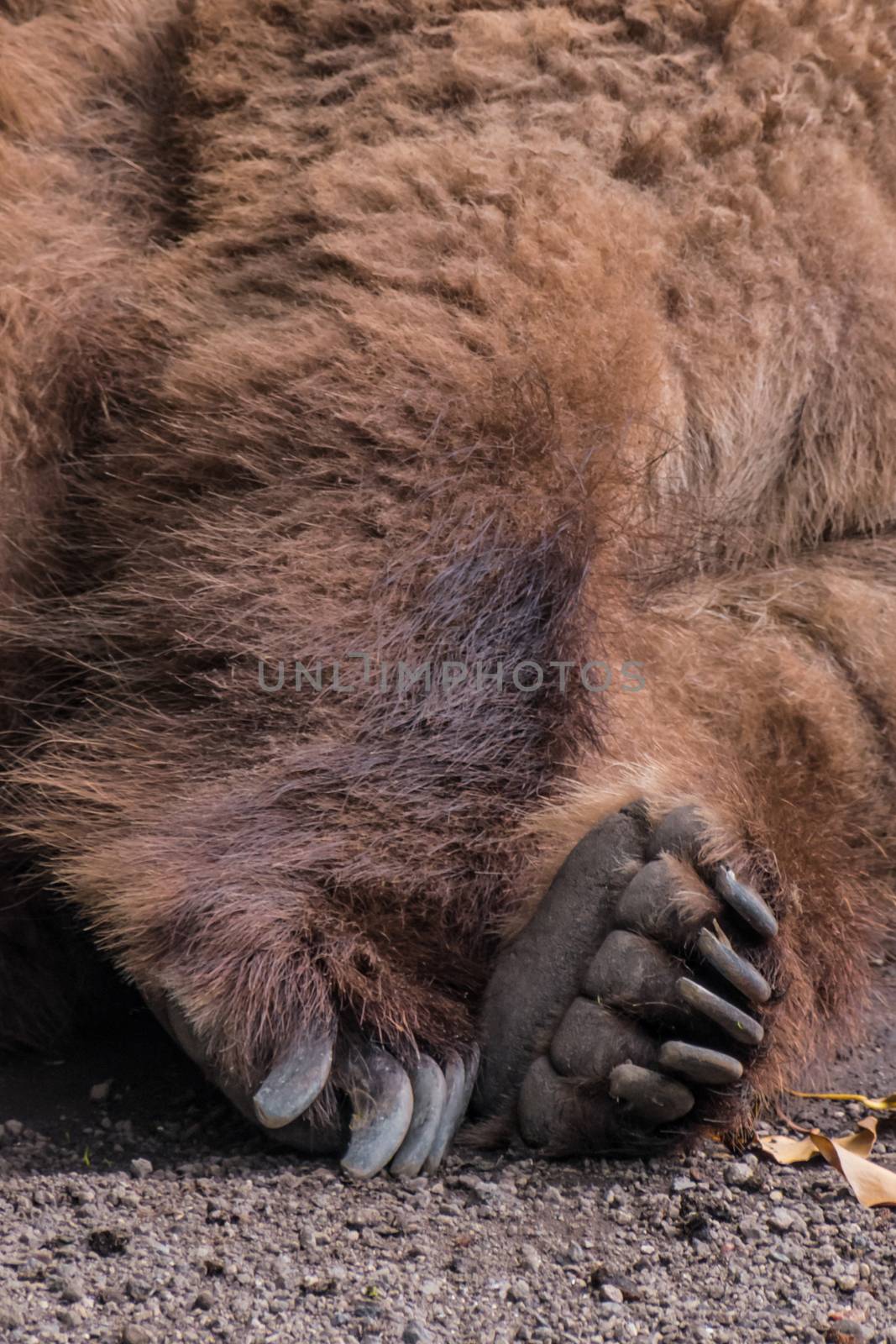 Paw of sleeping grizzly bear brown fur tired fluffy by MXW_Stock