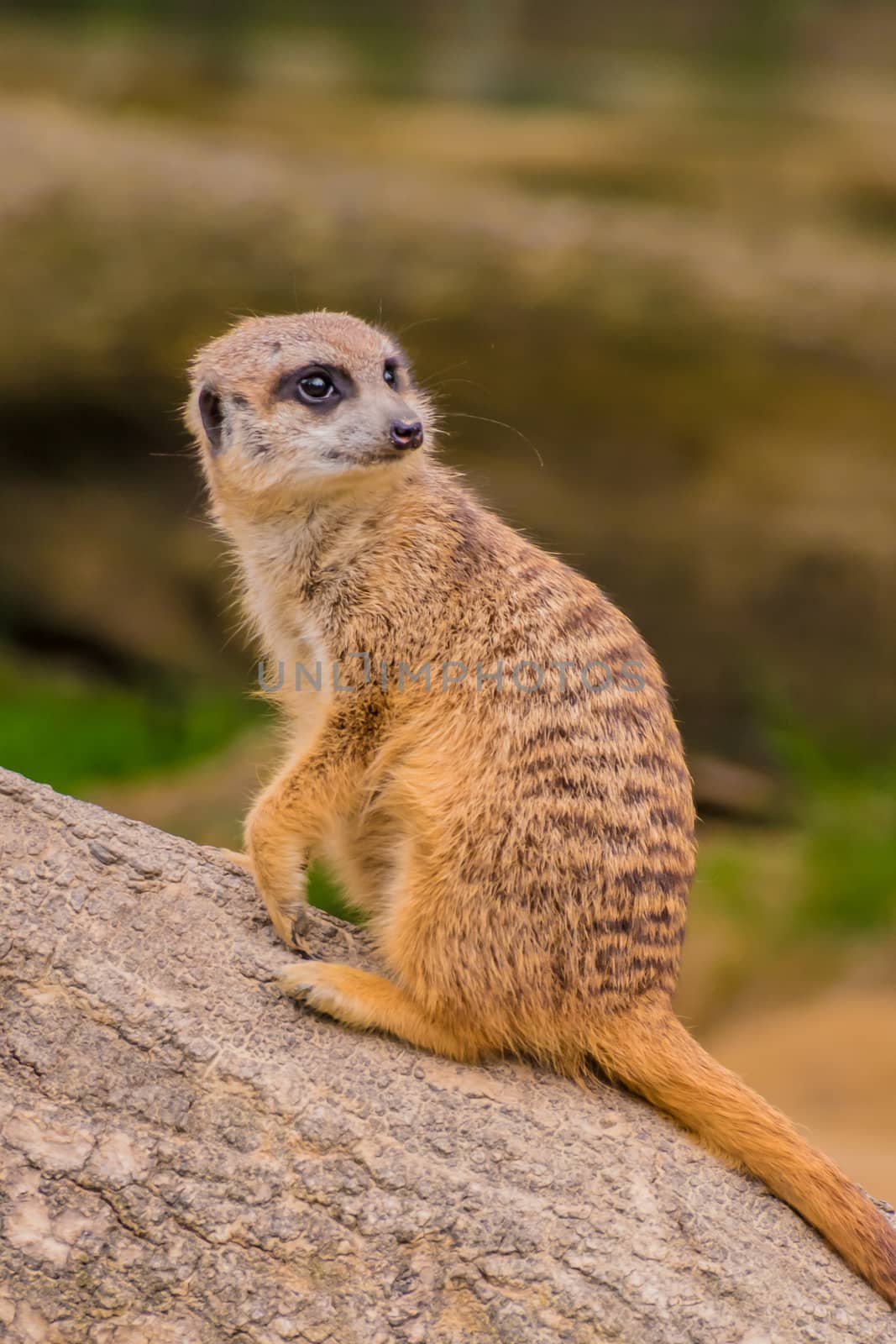 Meerkat or suricat watching out for enimies by MXW_Stock