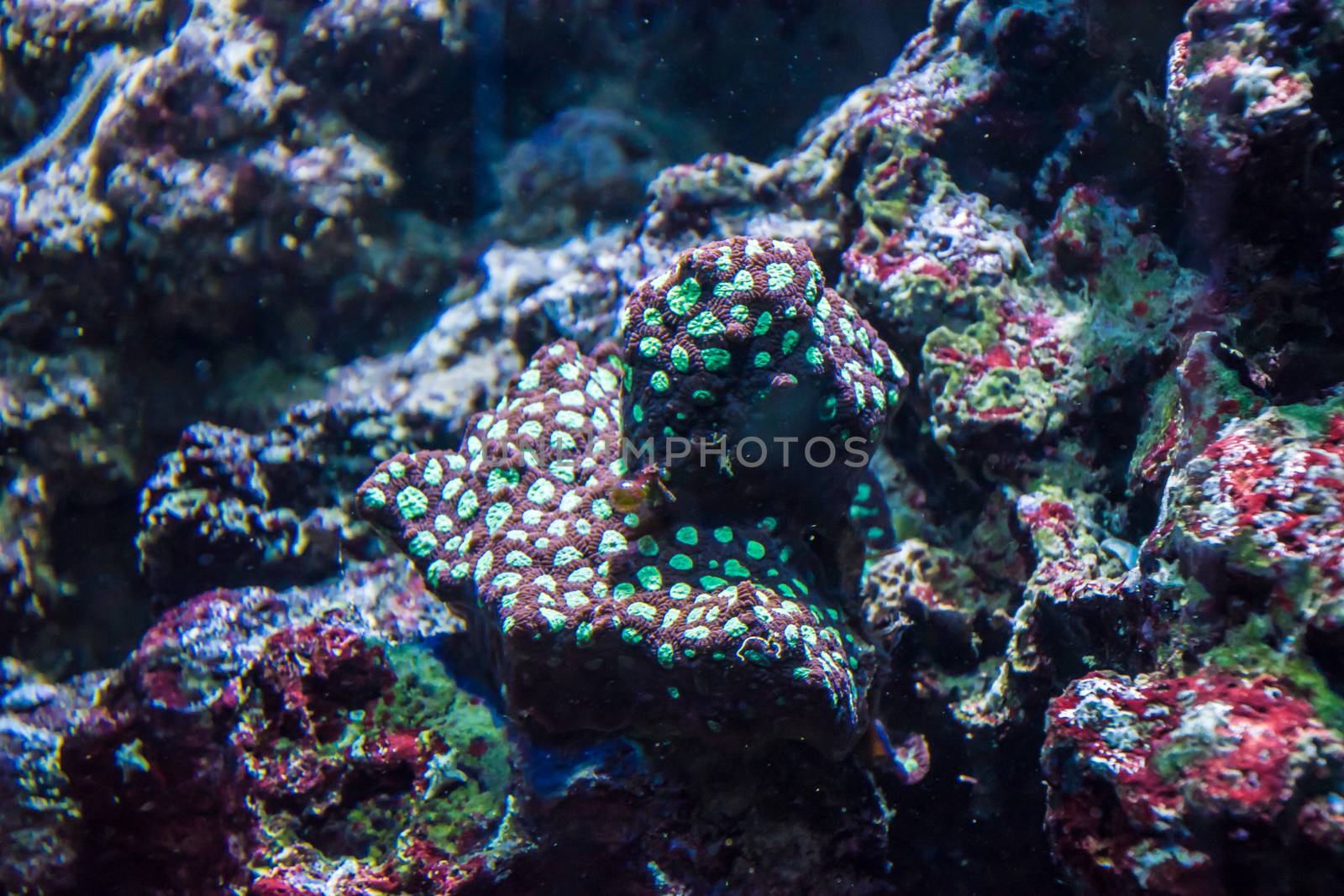 Tropical water plants red and green coral anemone flora sea