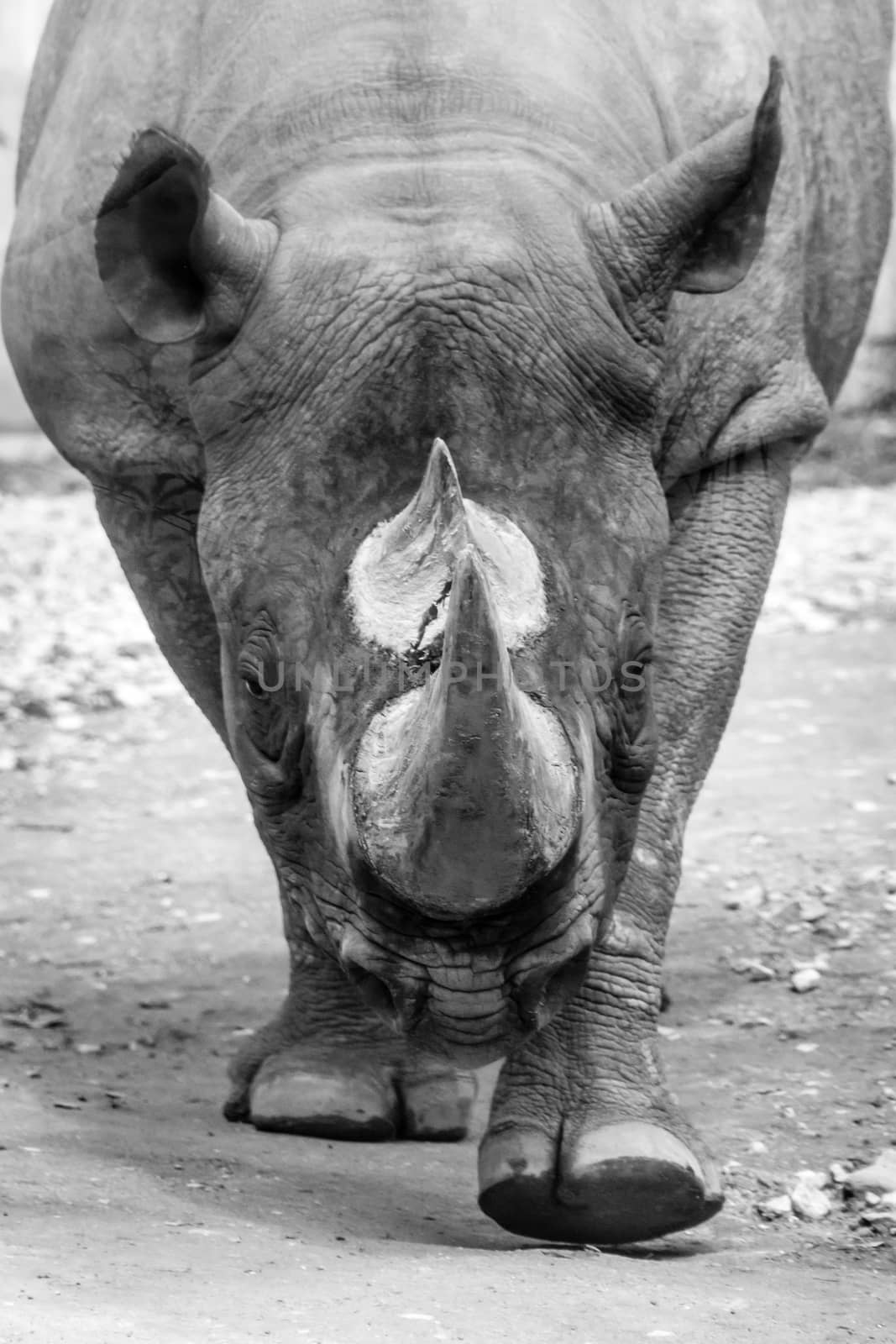 Rhino rhinoceros horn walking grey thick skin black and white