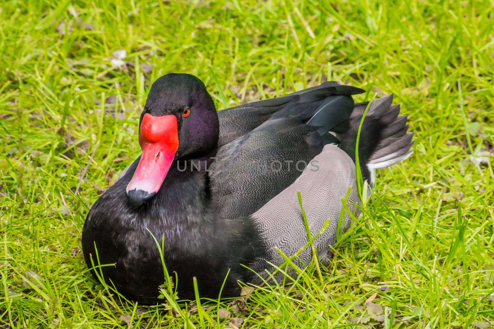 Red beak of black duck with orange eyes