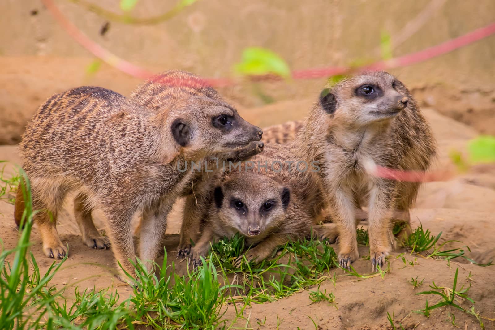 Three meerkats or suricats family on sand