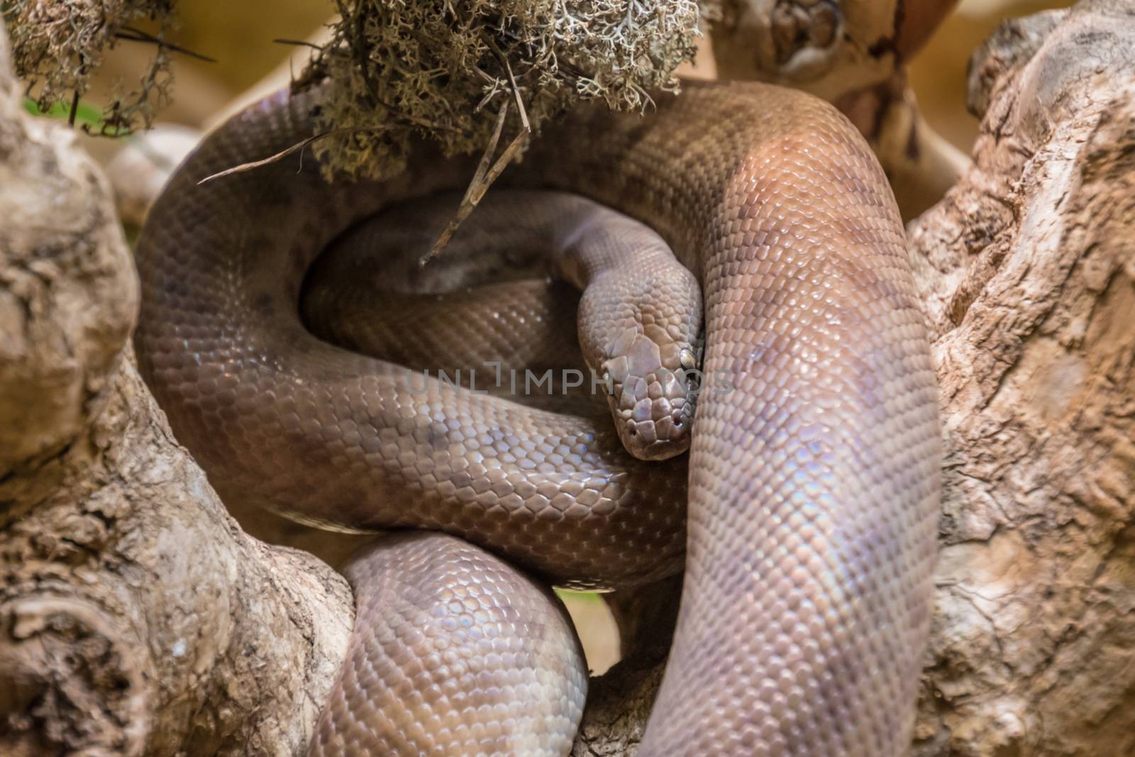 Tropical brown constrictor curled on tree branch