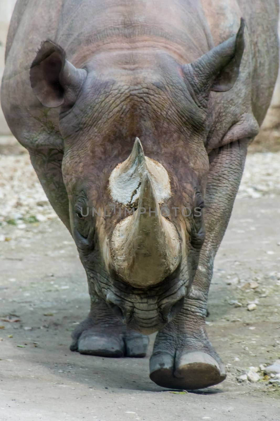 Rhino rhinoceros head horn grey thick skin black and white