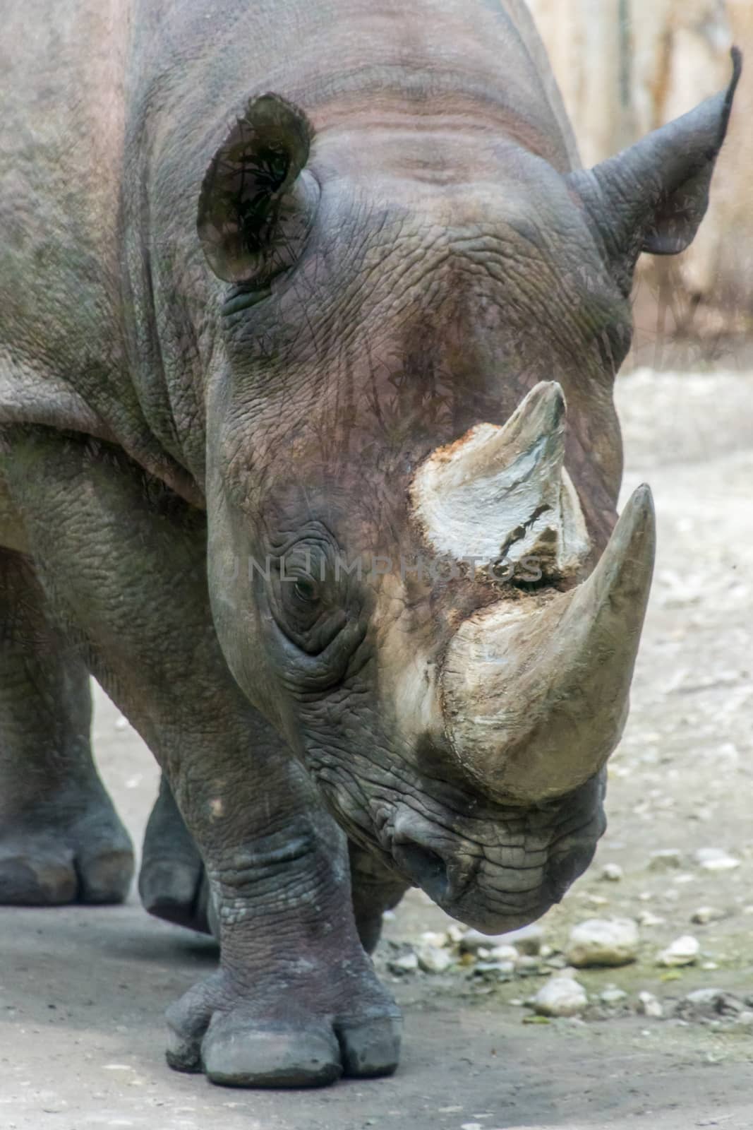 Rhino rhinoceros horn walking grey thick skin by MXW_Stock