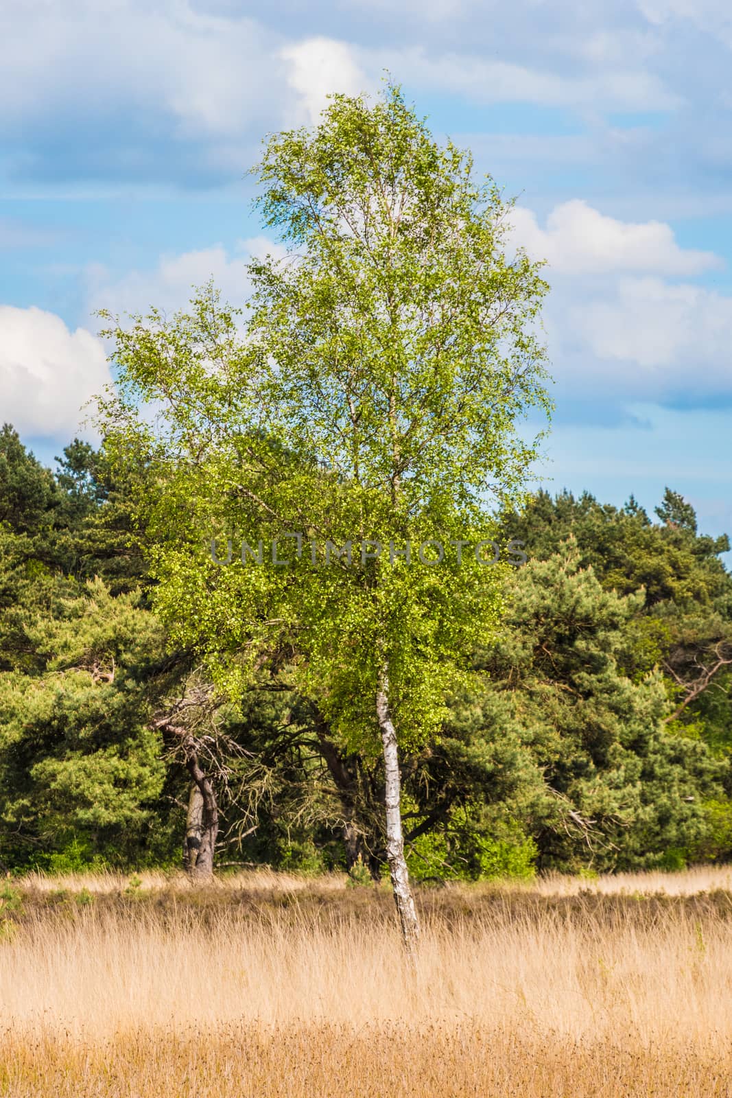 Birch tree standing on dry yellow meadow