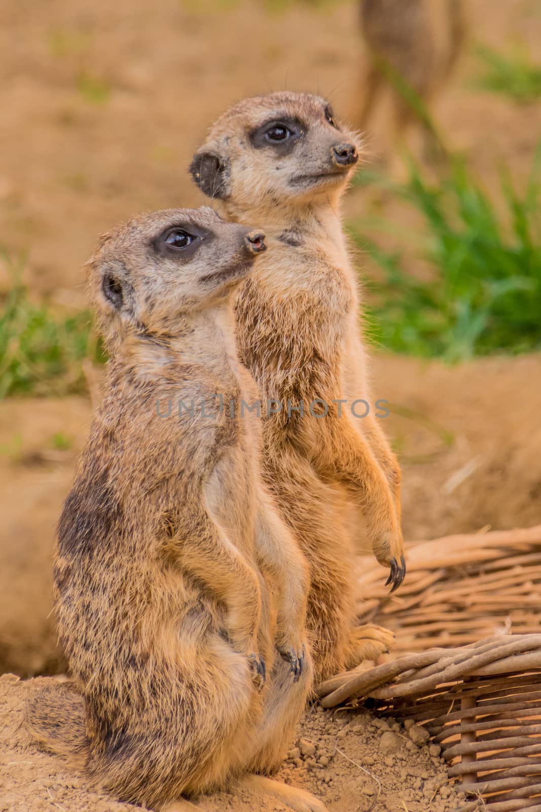 Two meerkats or suricats standing on sand by MXW_Stock