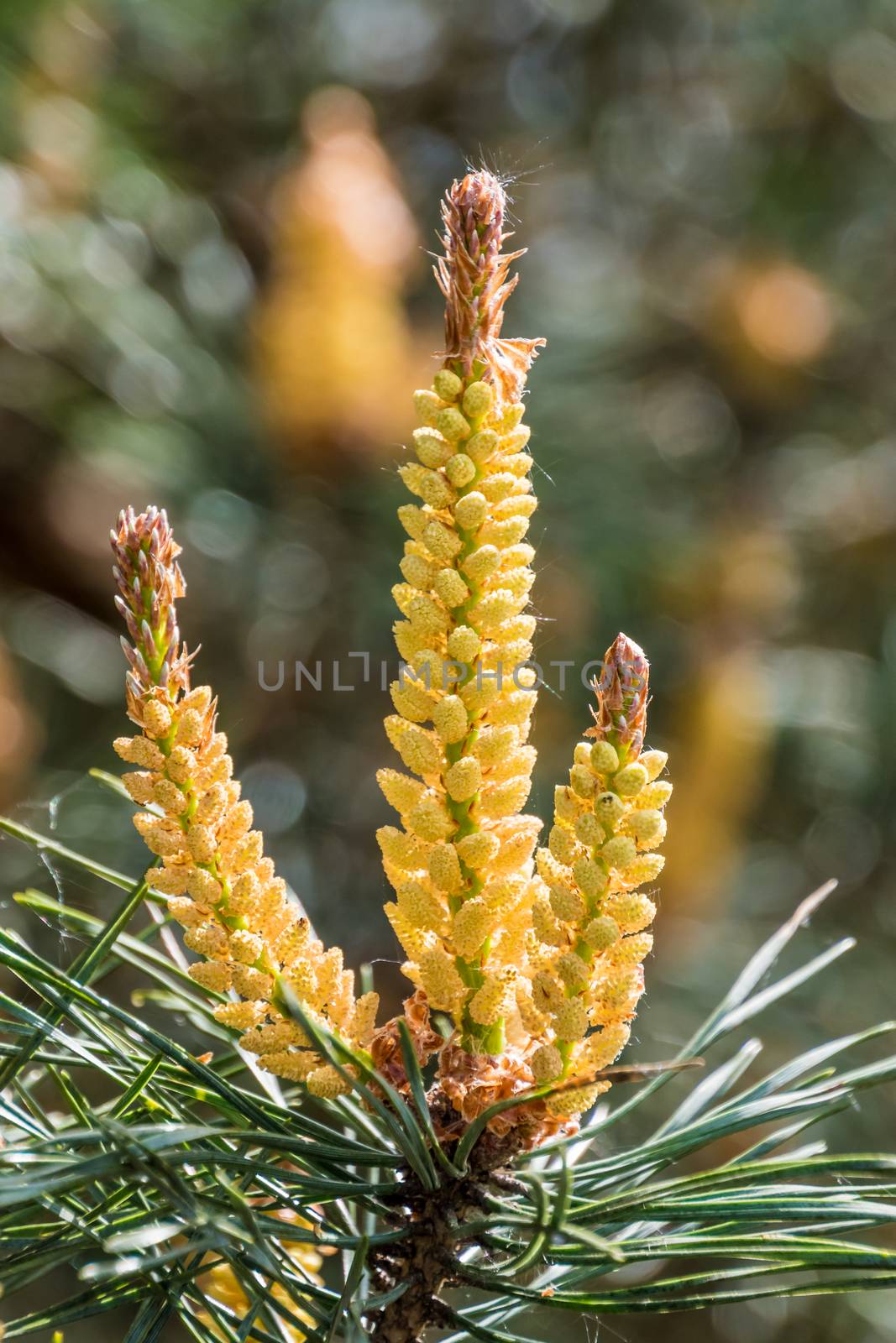 New shoots of pine tree in spring yellow