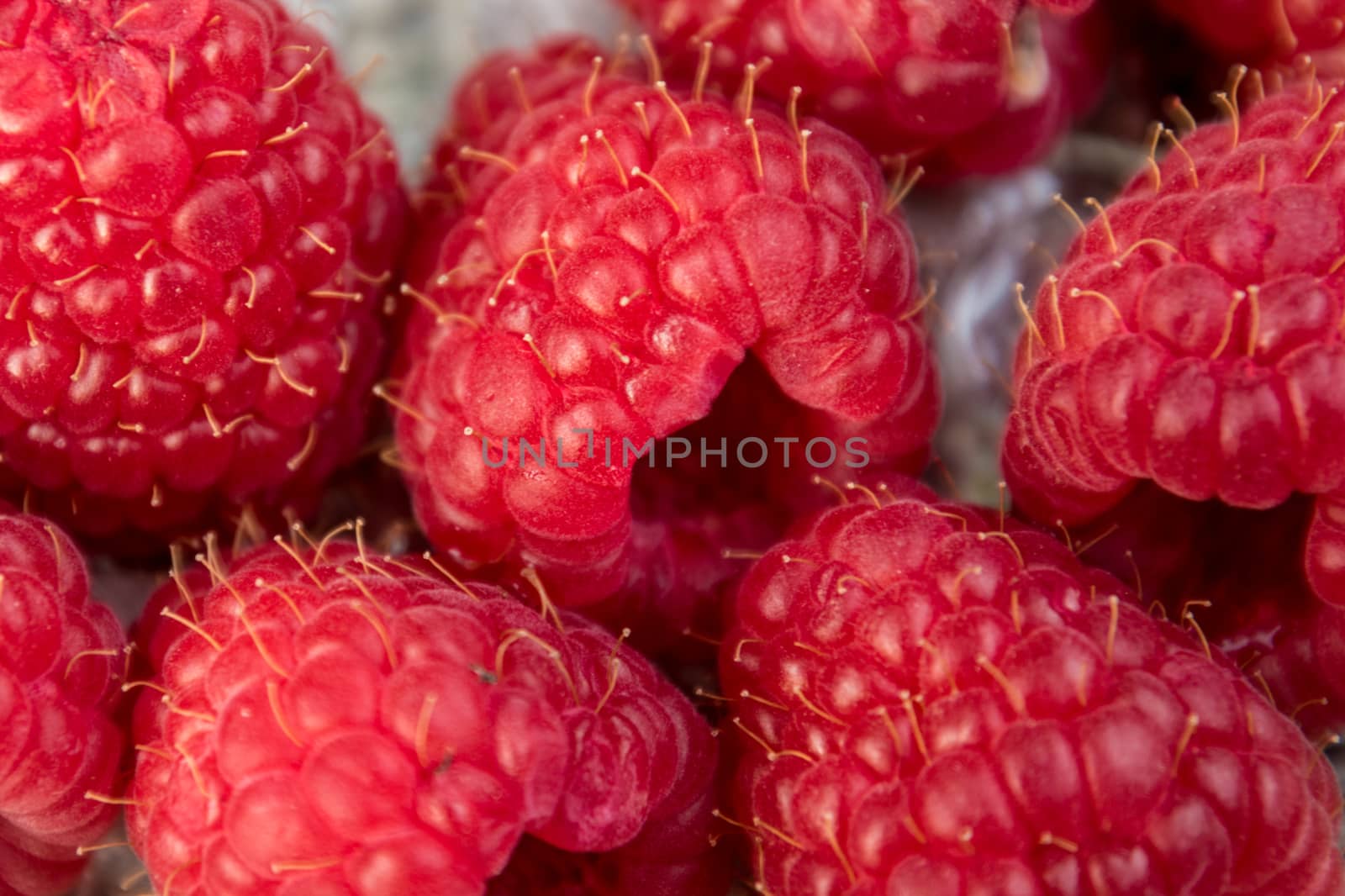 Close up shot of red raspberries harvested