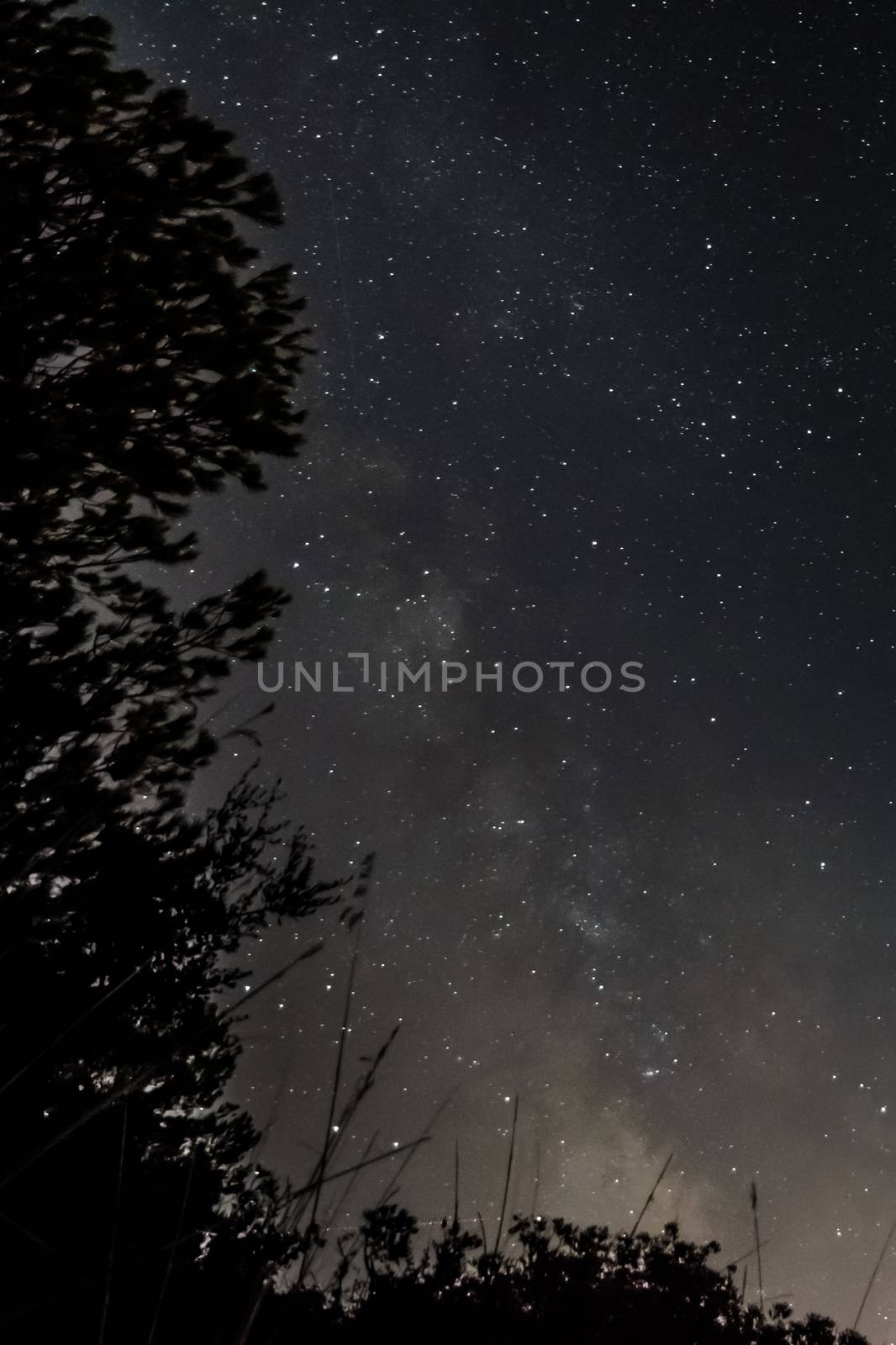 Colorful milky way with many stars with trees in foreground by MXW_Stock