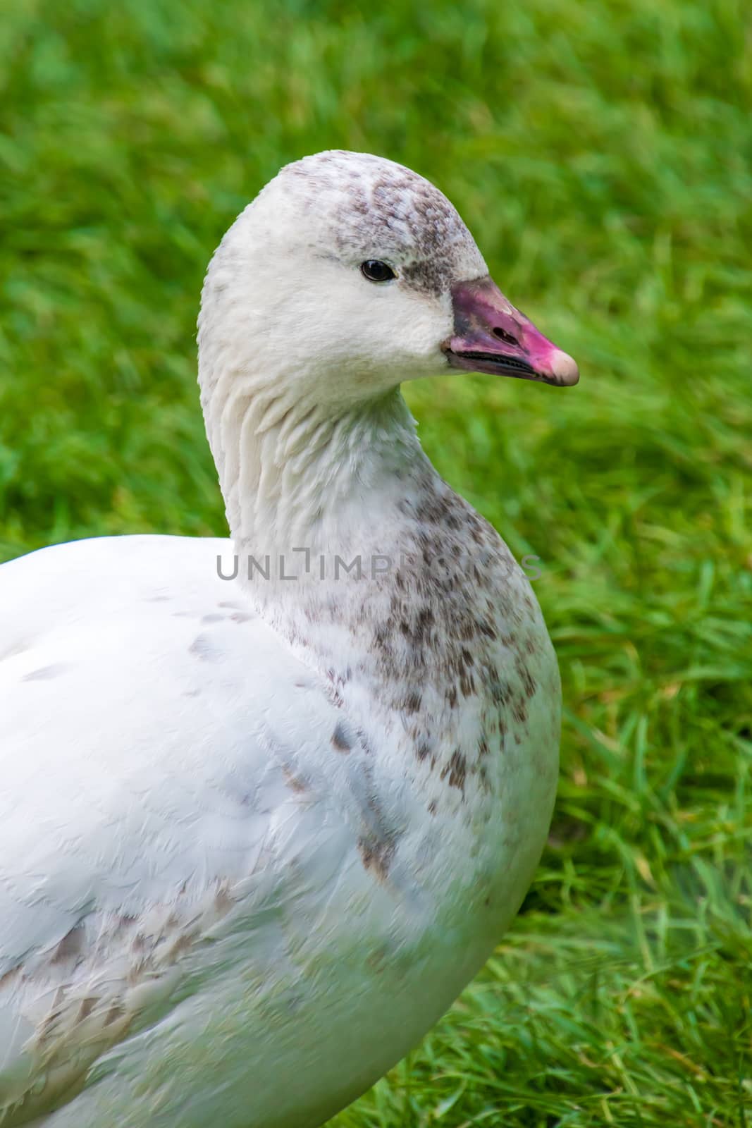 White wild duck with magenta colored beak