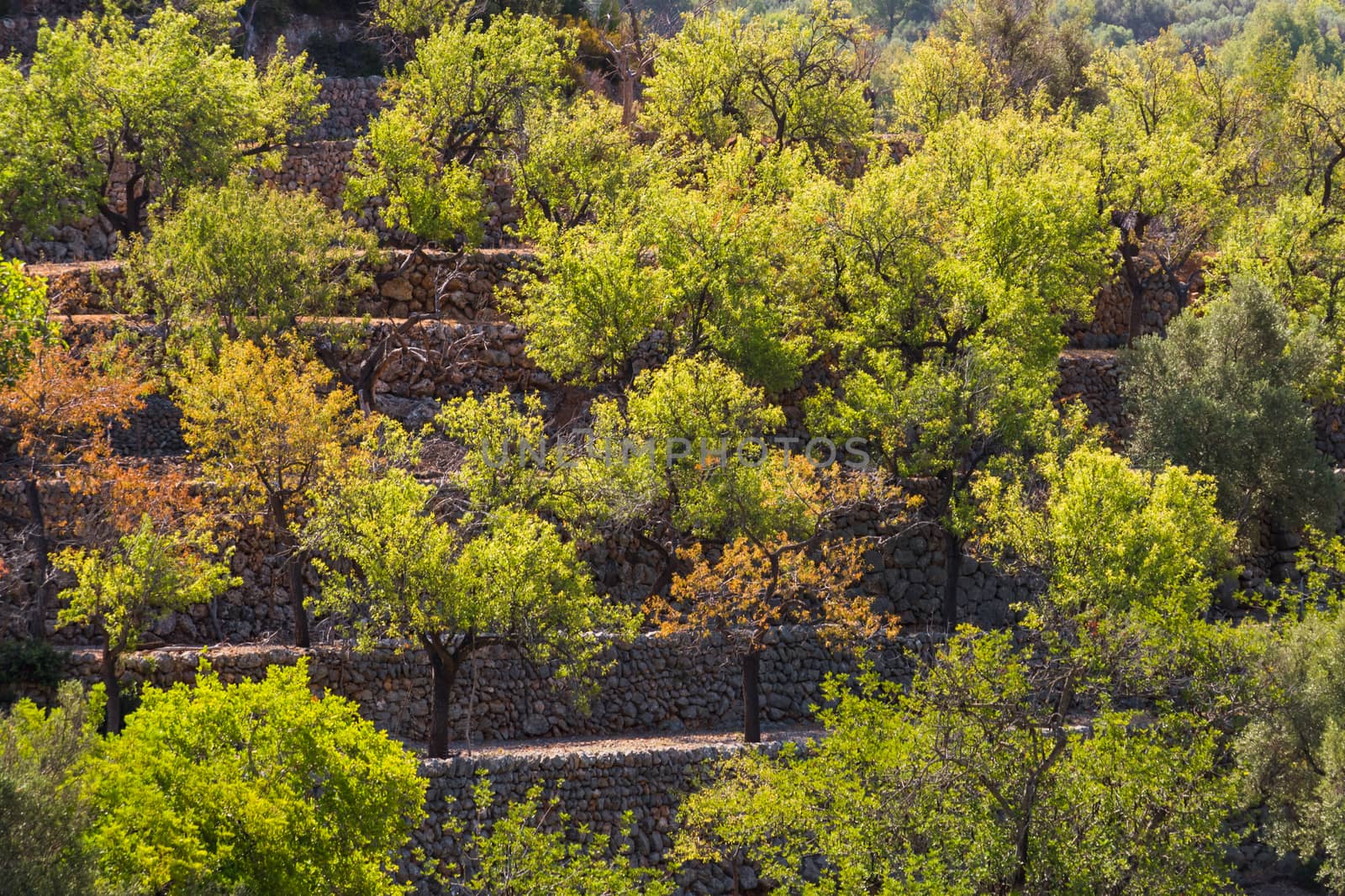 Olive trees on terraces medicean oil trees mallorca