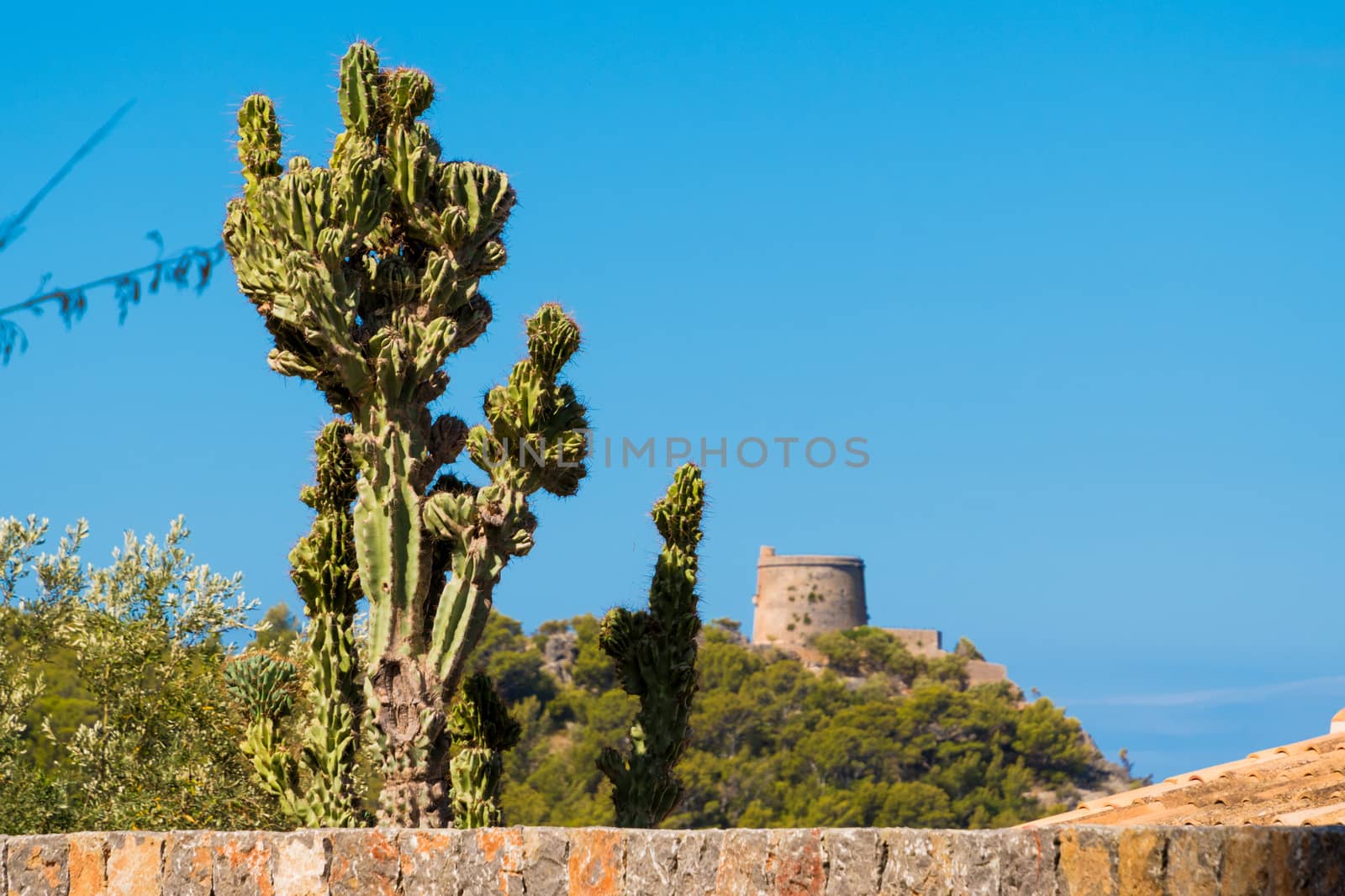 Cactus in front of medicean  including old castle