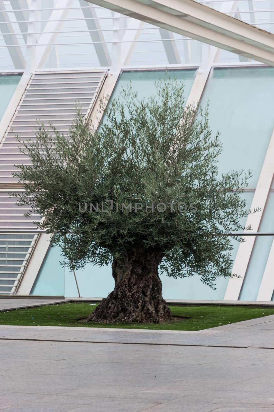 Extremely old olive tree surrounded by modern