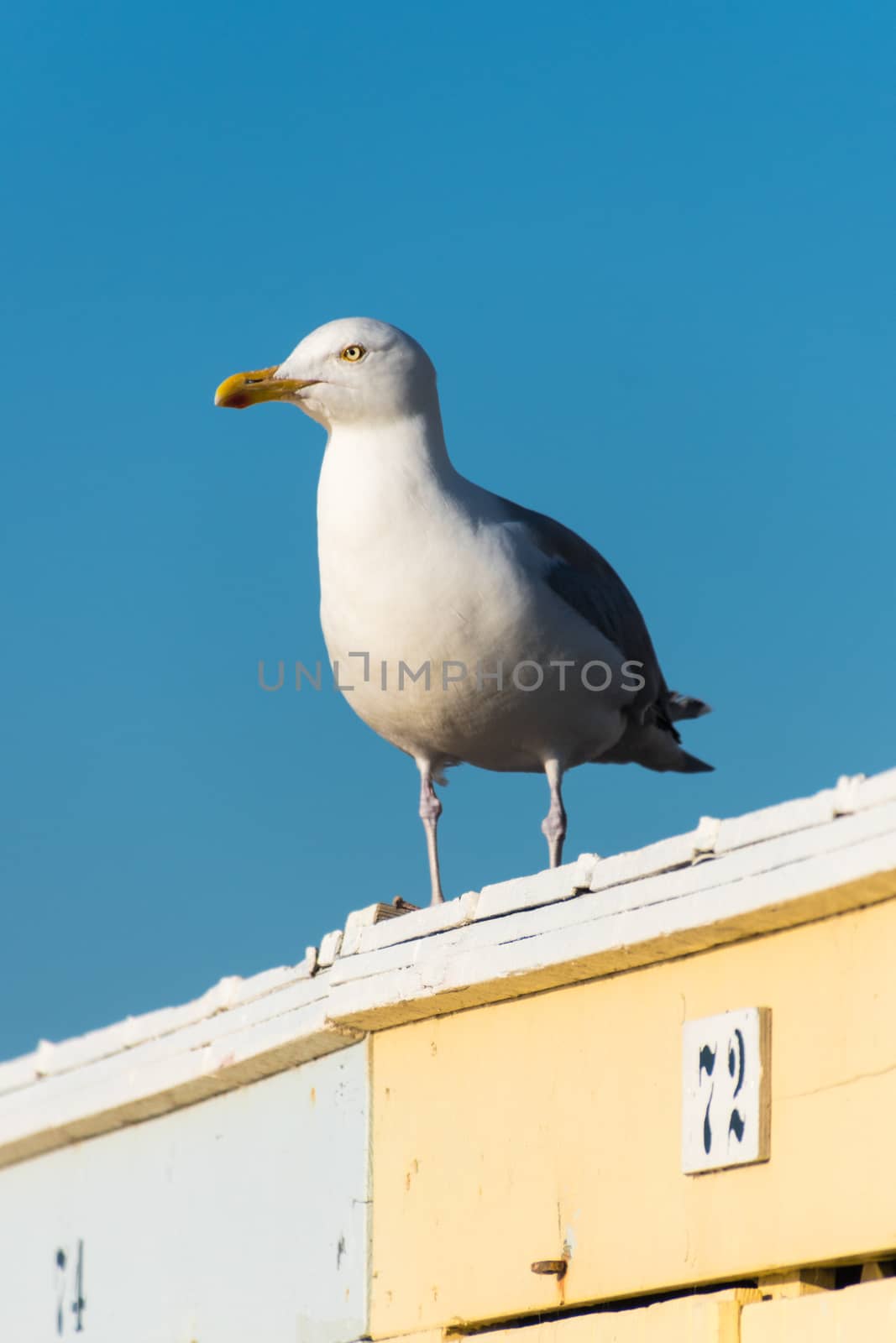 Seagull sitting on beach sheds in sunset by MXW_Stock
