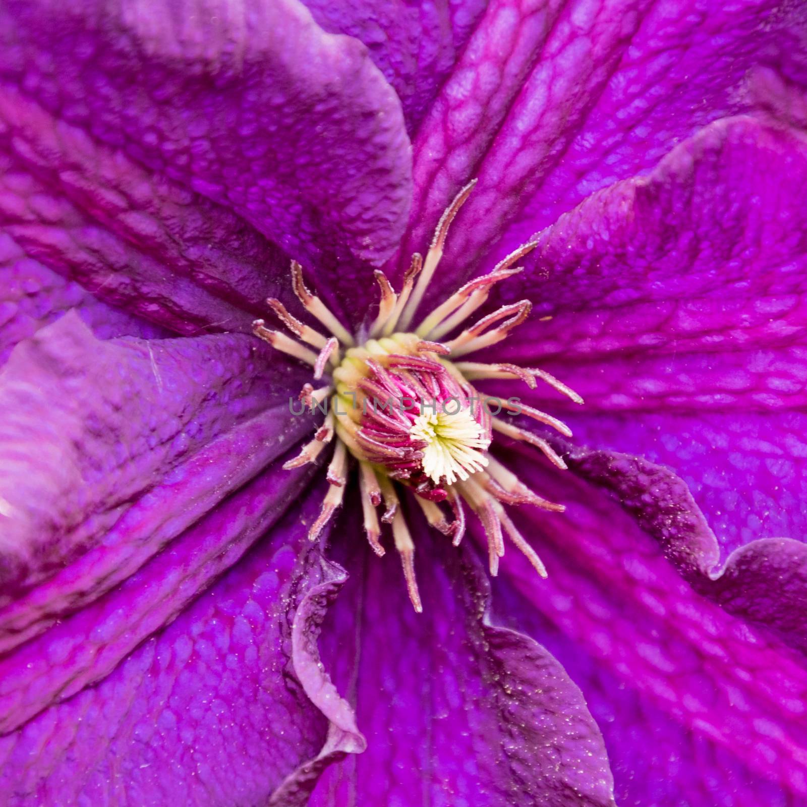 Purple violet lilac clematis blossom macro shot by MXW_Stock