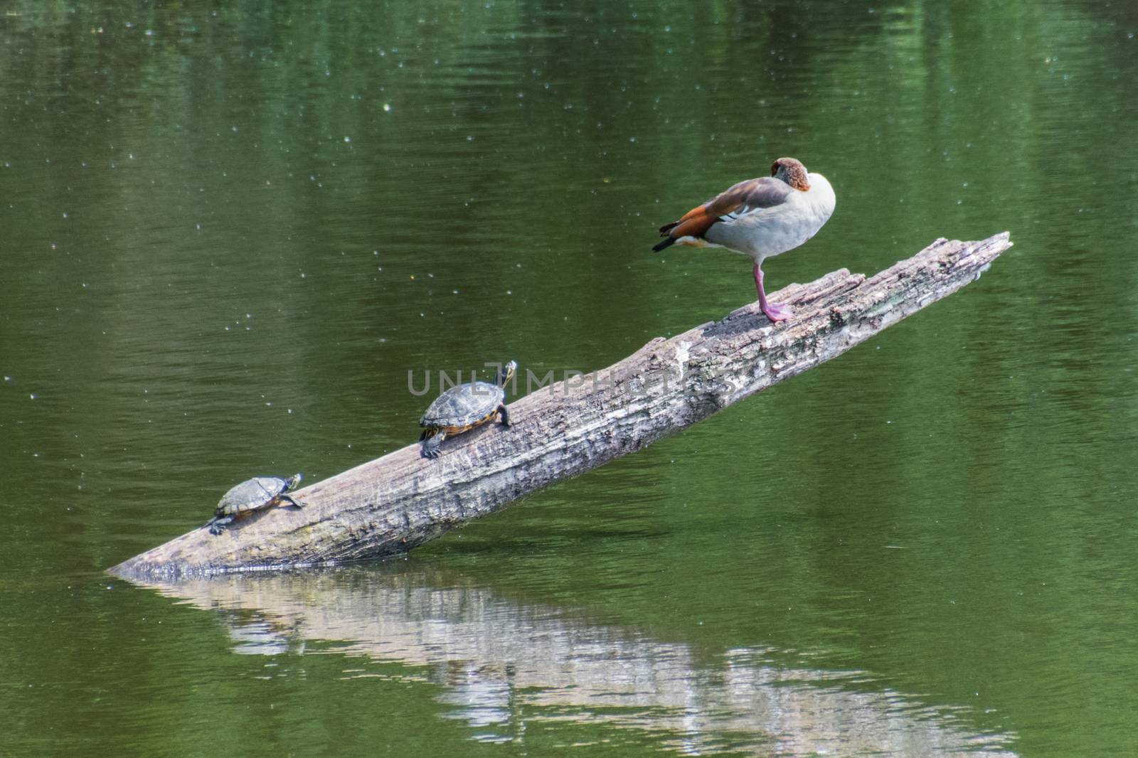 Two turtles joining a goose on a branch in water