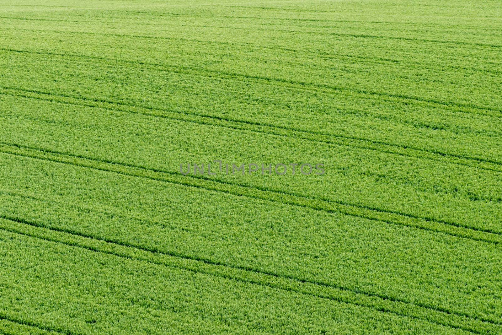 Green field meadow grass young crop