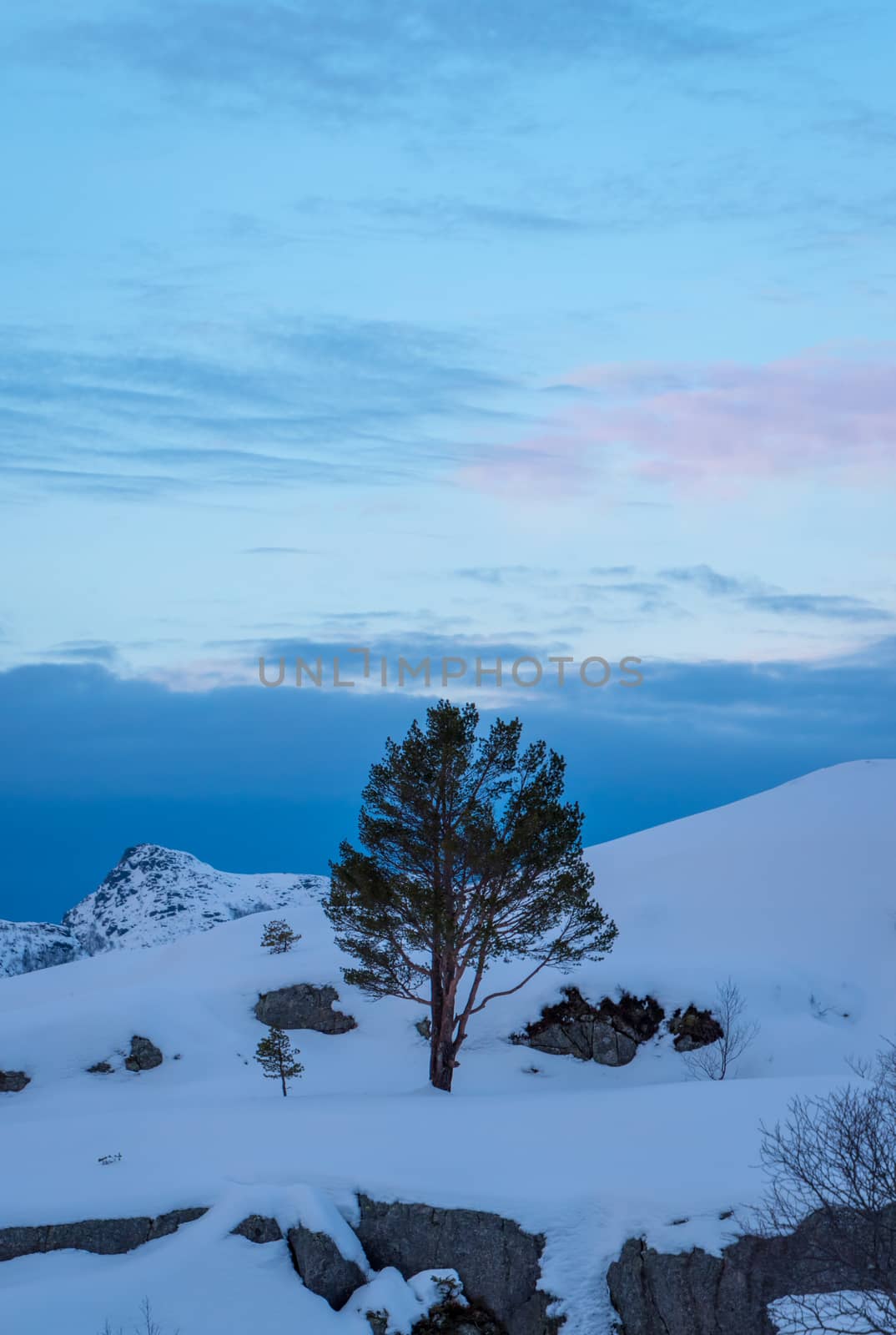 Tree in deep snow blue white landscape by MXW_Stock