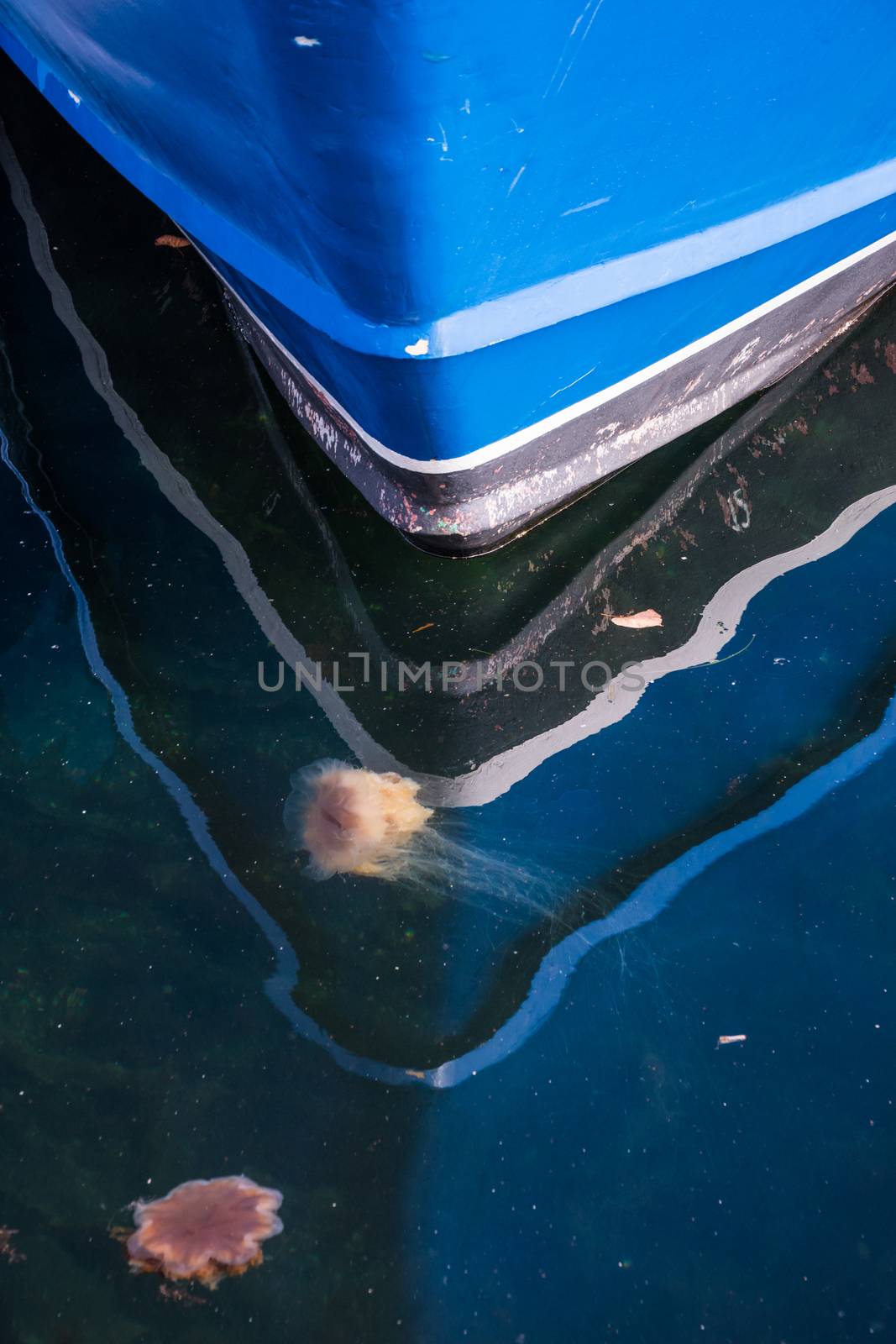 Jelly fish in front of blue boat