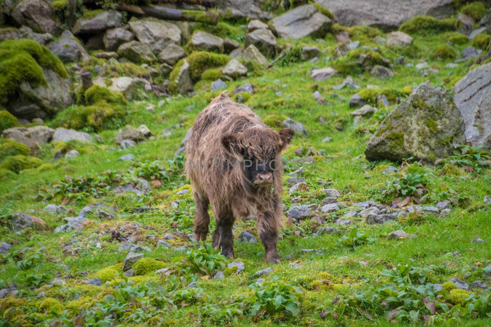 Calf adolescent bull scottish highland beef on gras