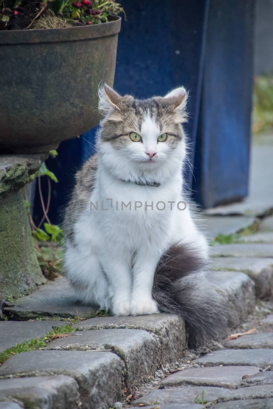 Cat sitting on road Norway by MXW_Stock