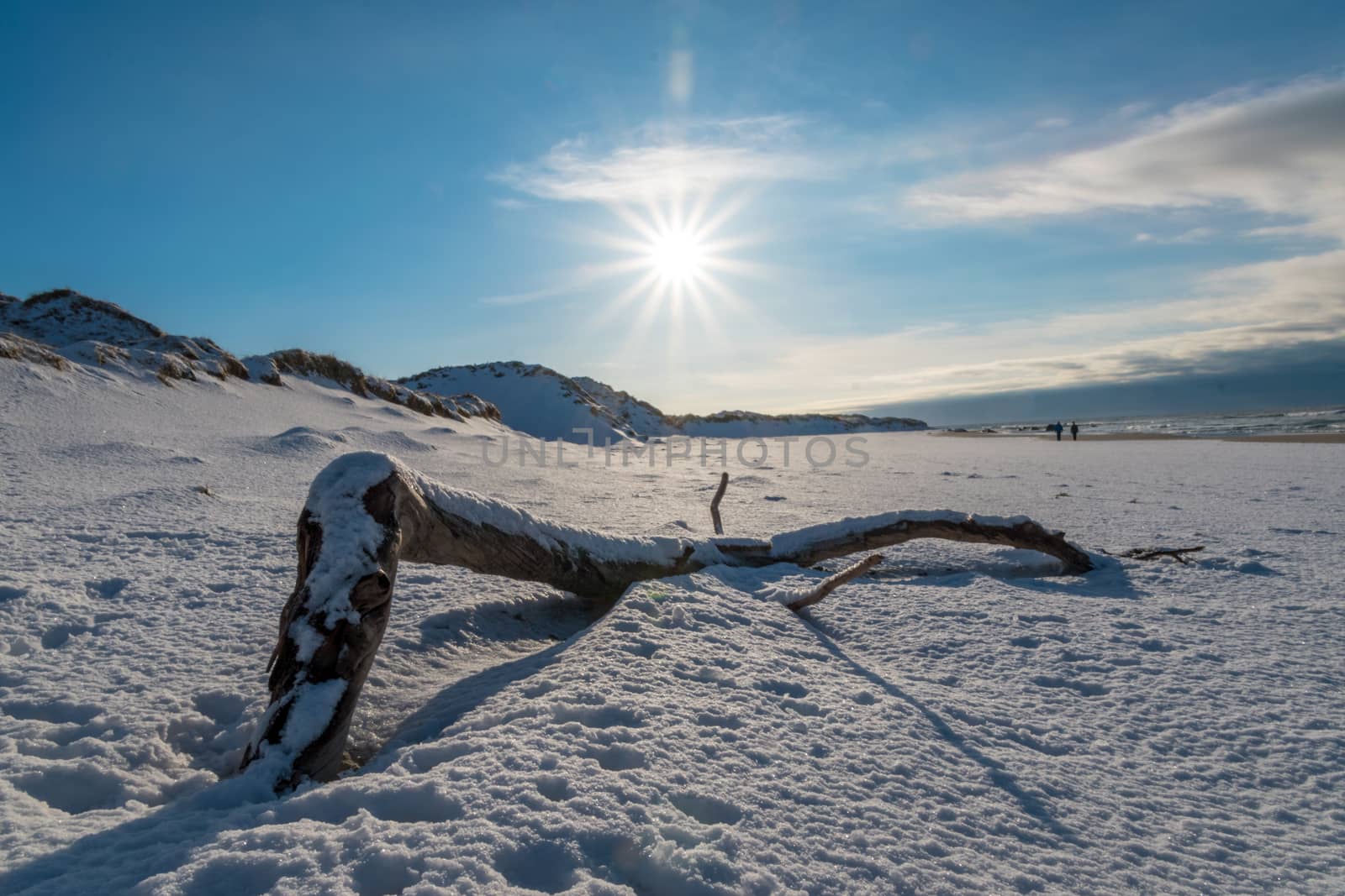 Floating wood at beach covered in snow sunny