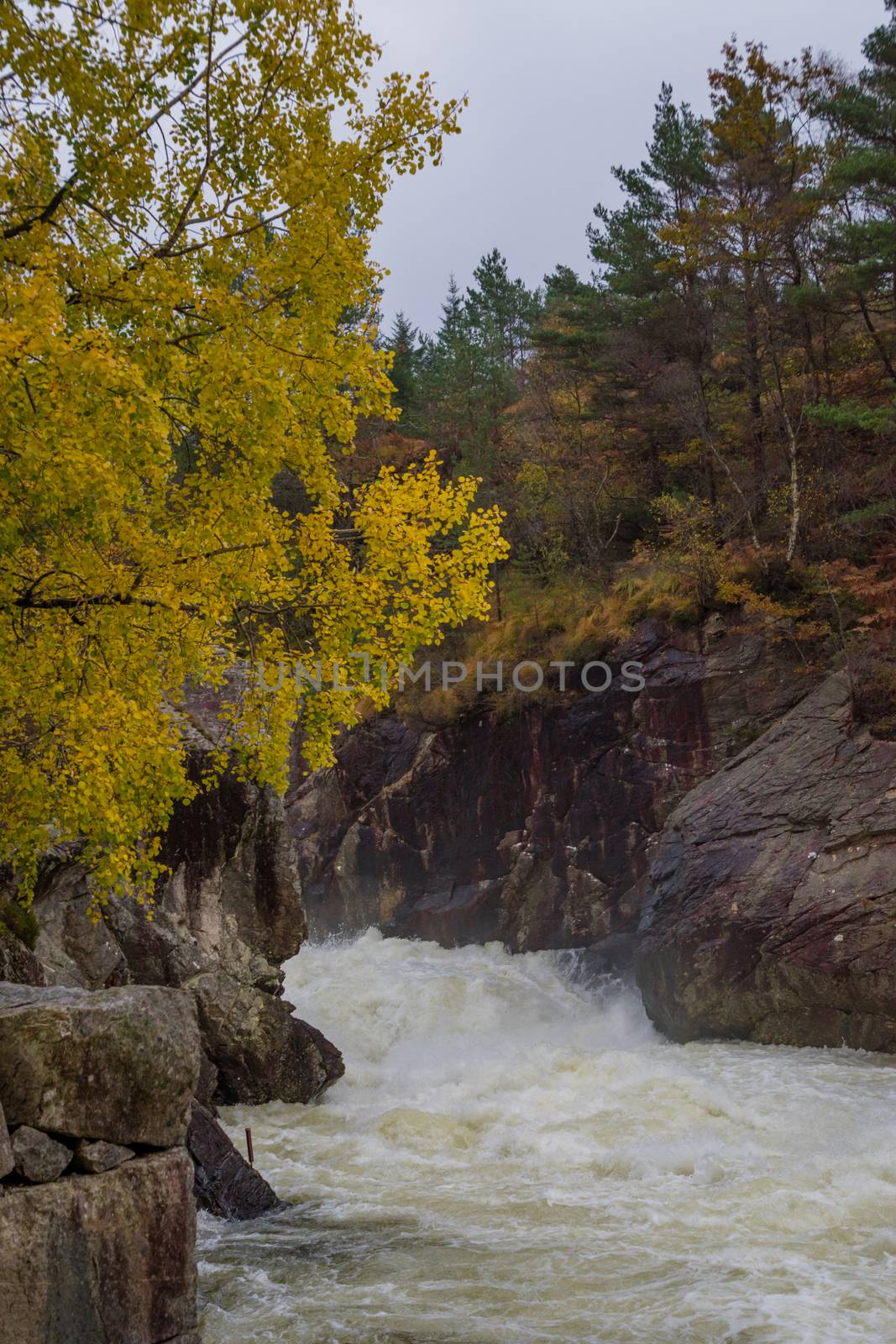 Rapid stream river yellow tree waterfall