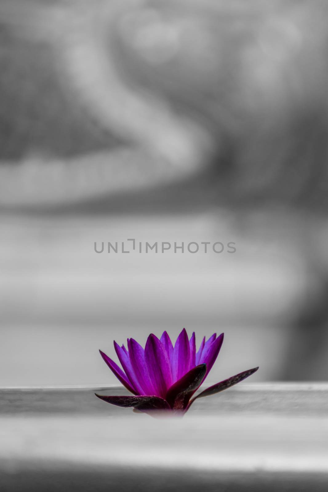 Water lily in old buddhist temple in Thailand by MXW_Stock