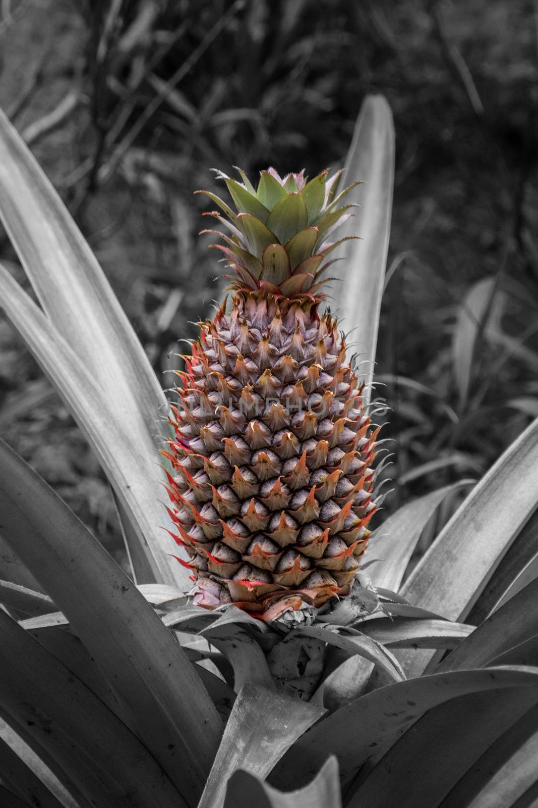 Growing pineapple not harvested yet white black and white background by MXW_Stock