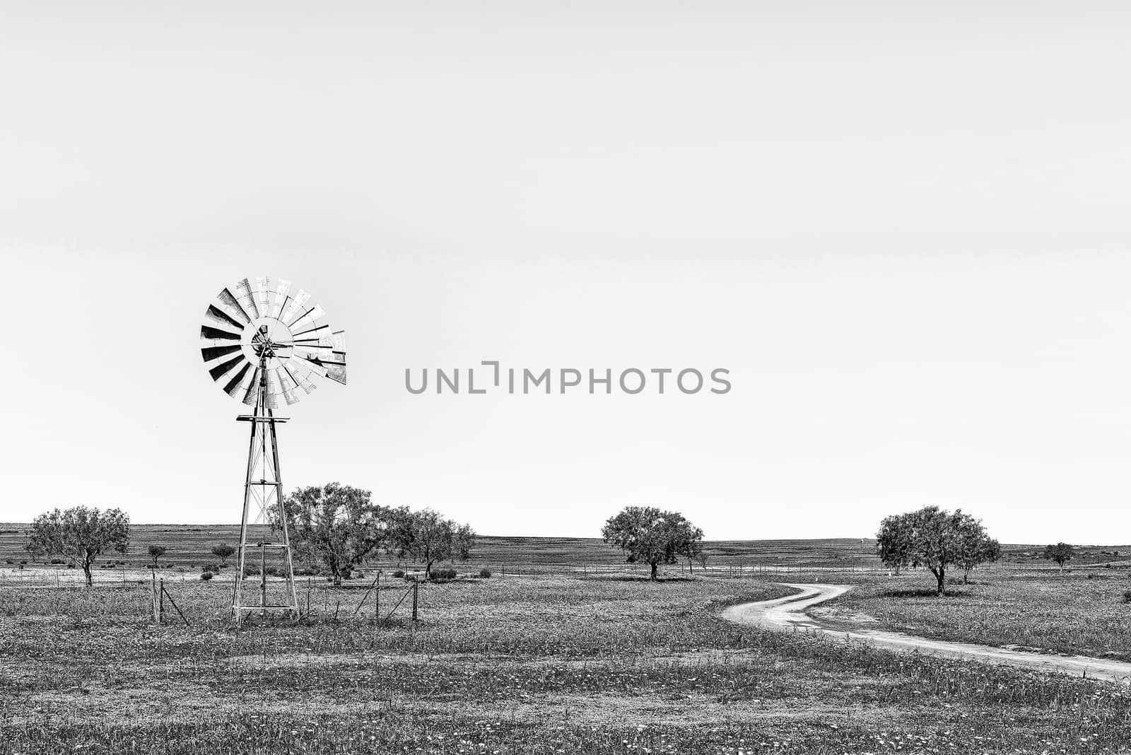 A windmill and a road in a field of wildflowers near Nieuwoudtville in the Northern Cape Province. Monochrome