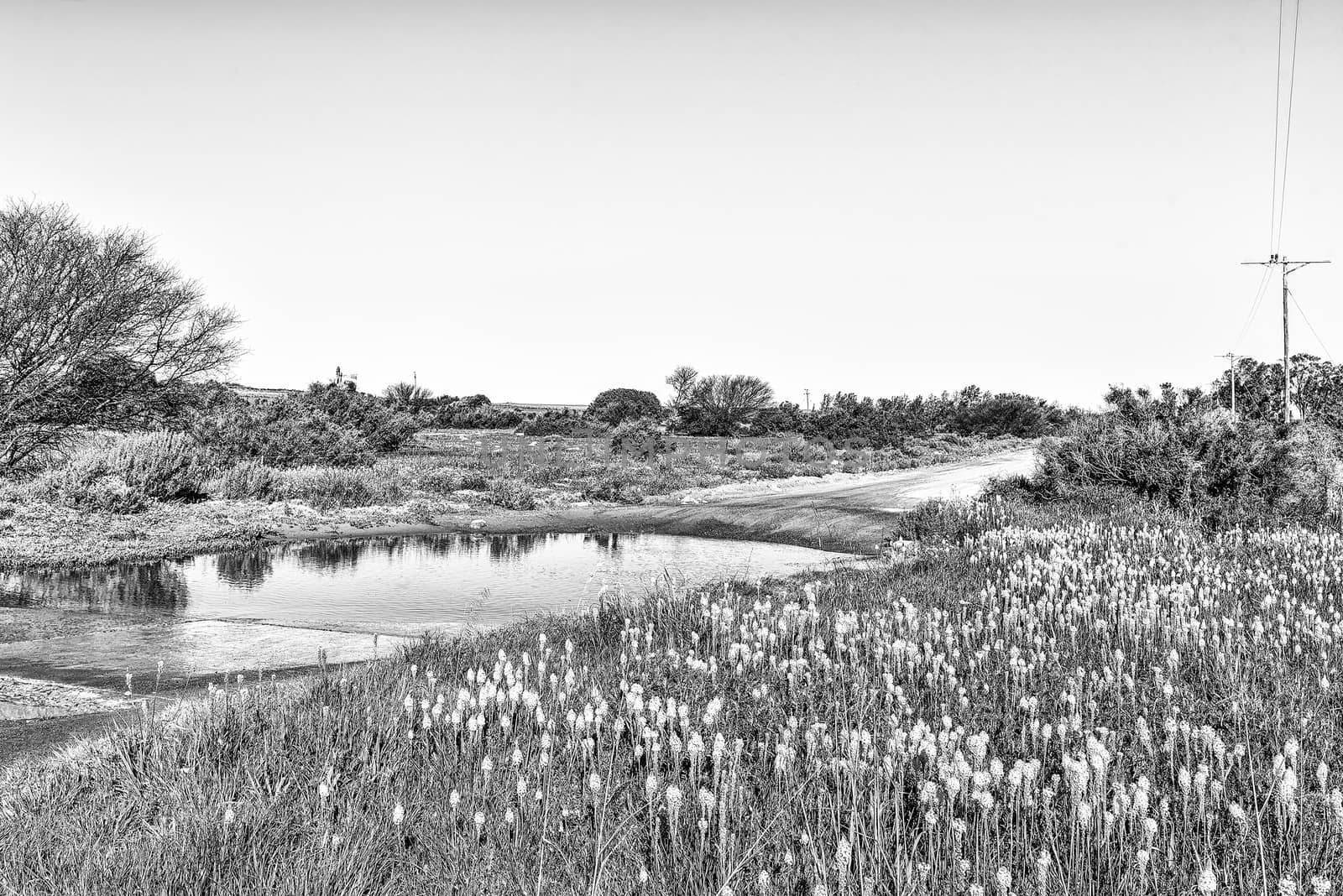 Bulbinellas (Bulbinella nutans) and a ford in the road at Willemsrivier in the Northern Cape Province. Monochrome