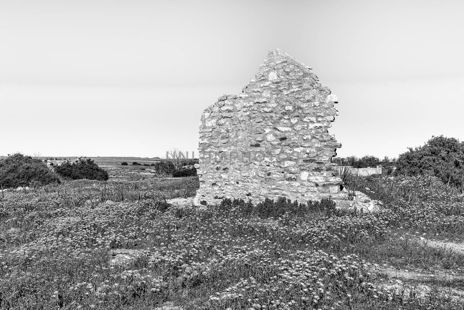 An historic ruin and wildflowers at Groenrivier near Nieuwoudtville in the Northern Cape Province. Monochrome
