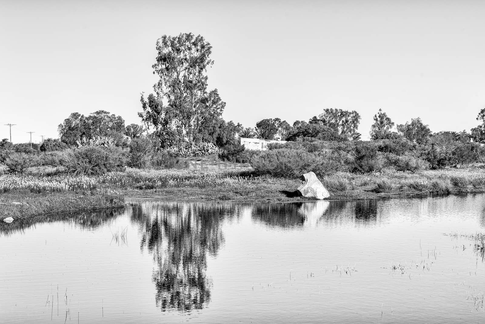 Reflections in a pond at Willemsrivier in the Northern Cape Province. Monochrome